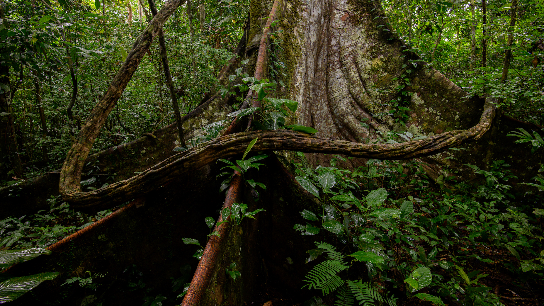 Jungle tree with buttress roots and epiphytes