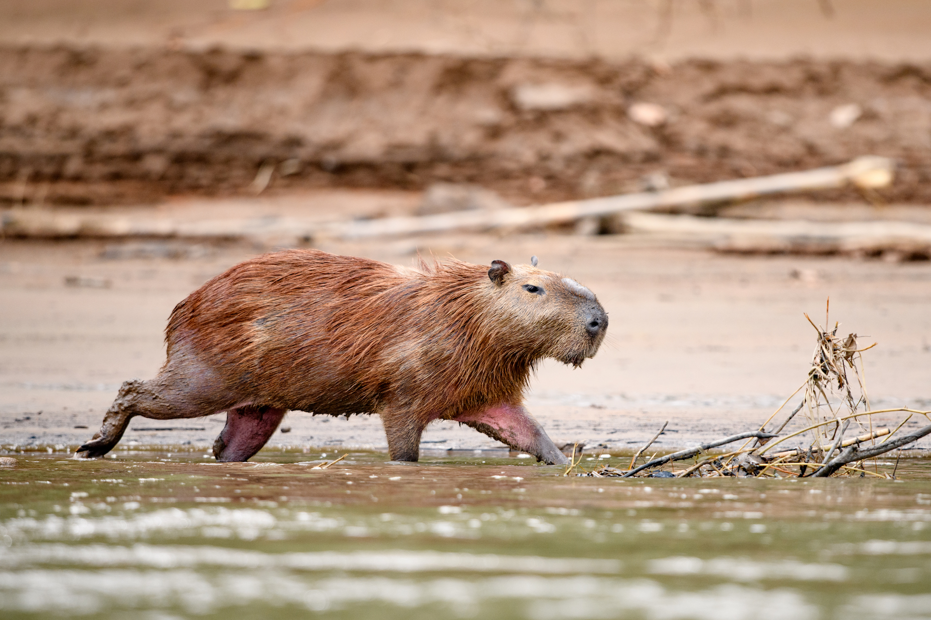 Capybara runs along the river