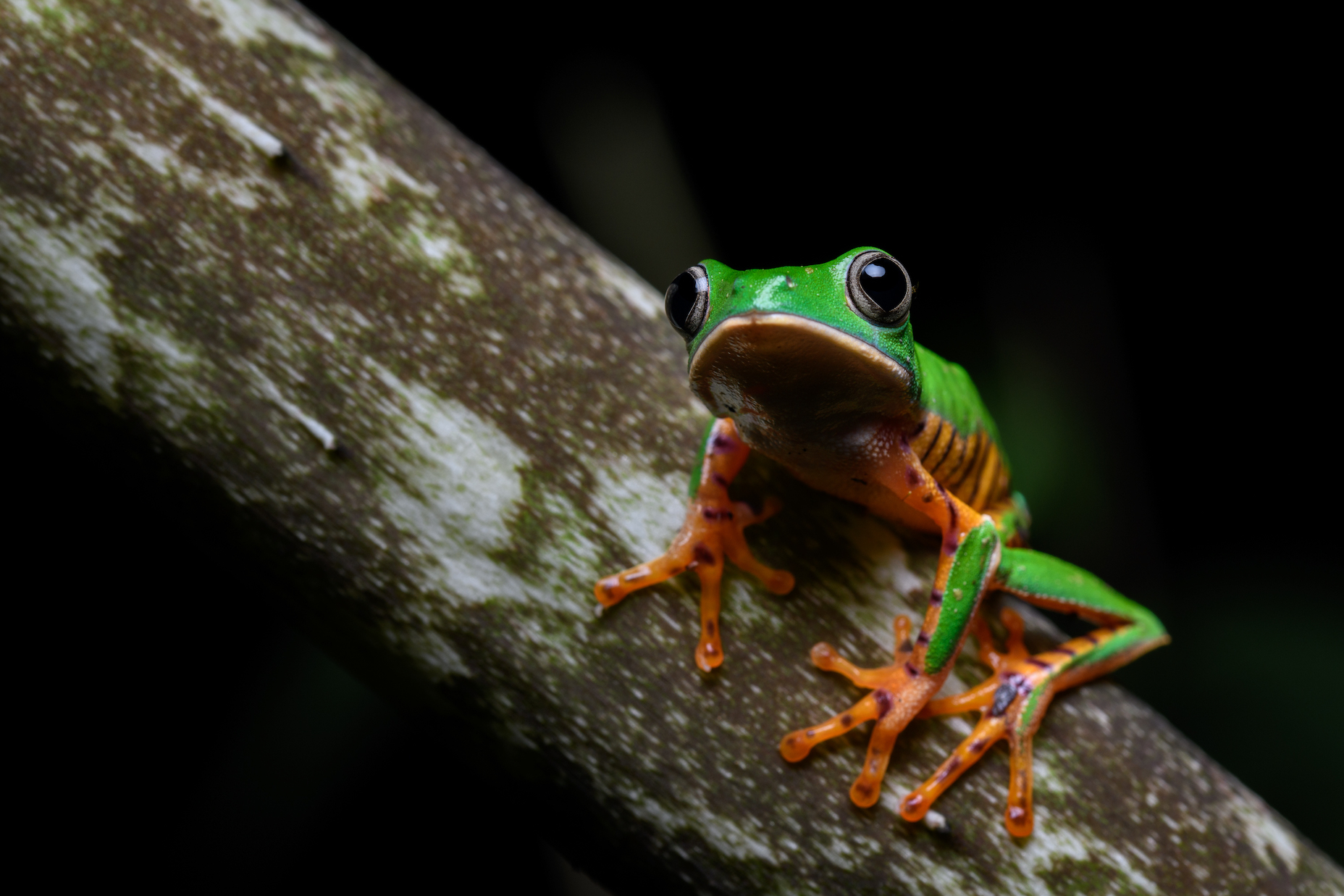 A tiger maki frog on a branch in the rainforest looks directly into the camera.