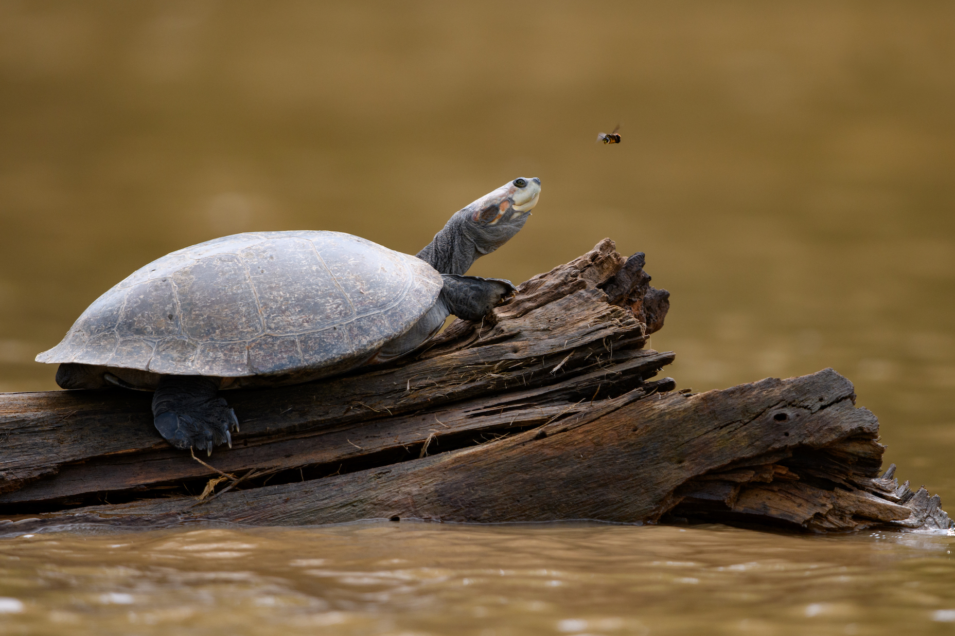 A turtle sits on a driftwood log in the Tambopata River and watches a bee flying above its head.
