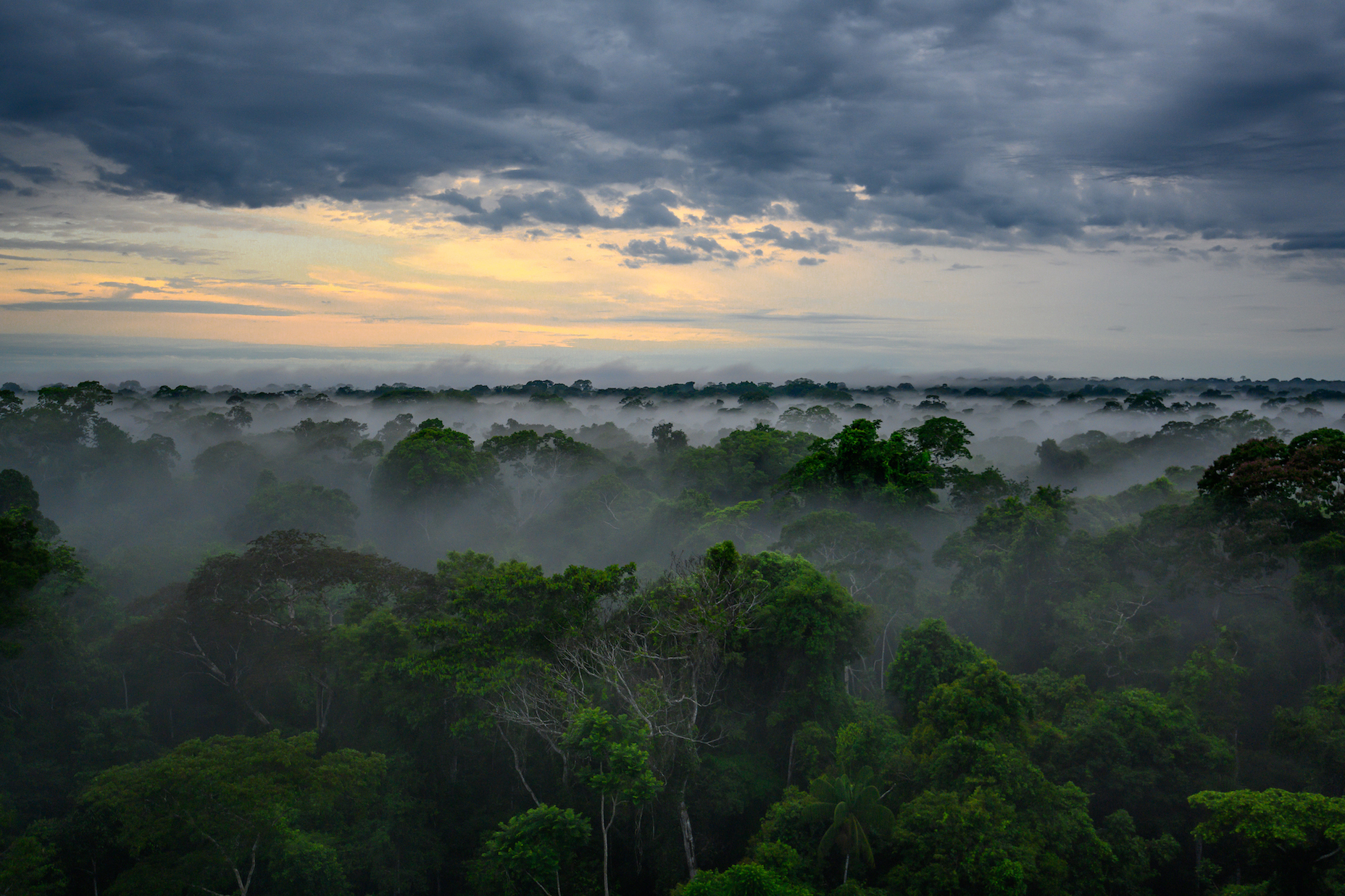 Sunset and fog over the rainforest in Peru in Tambopata, Madre de Dios