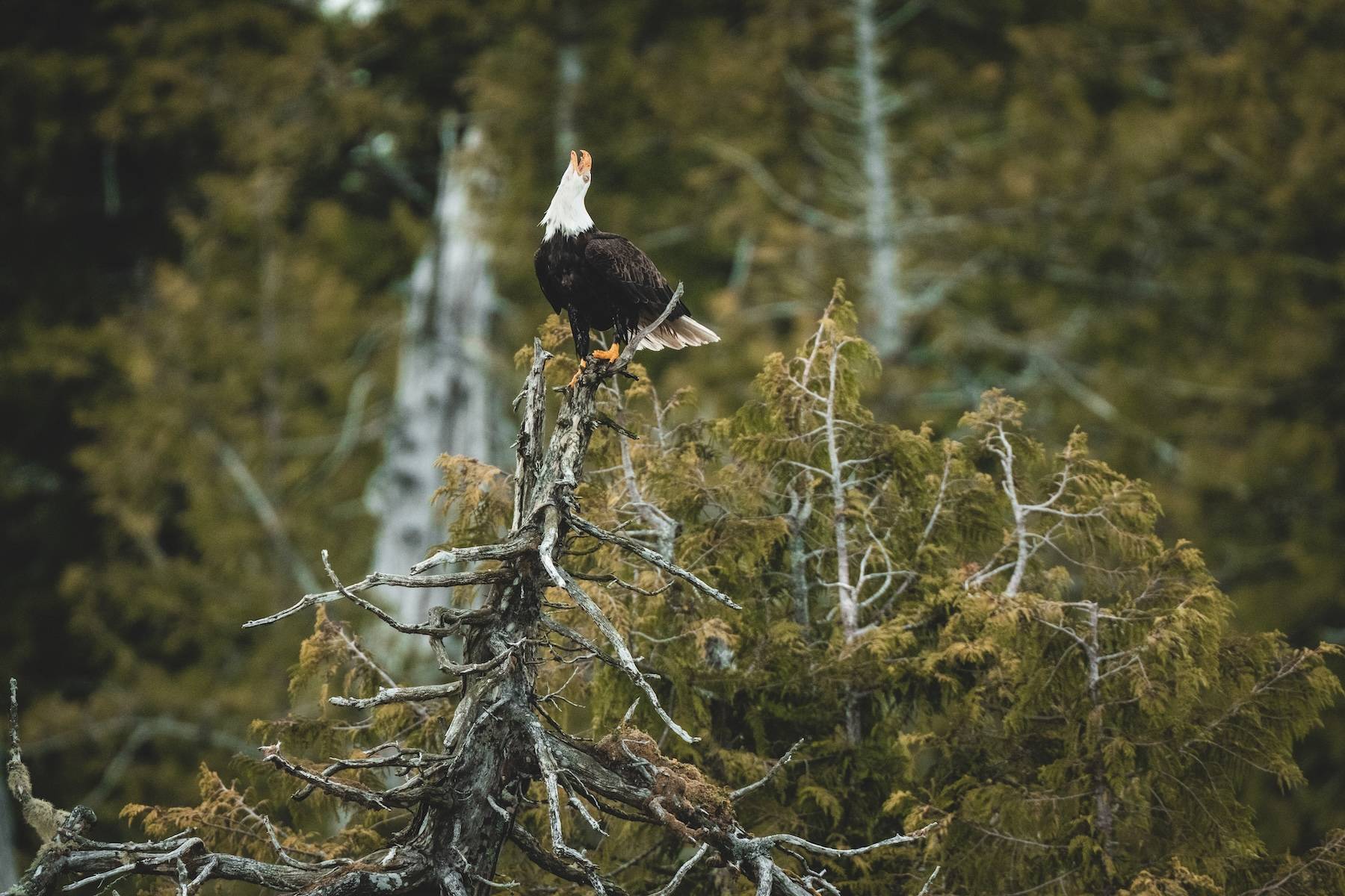 Wilderness International