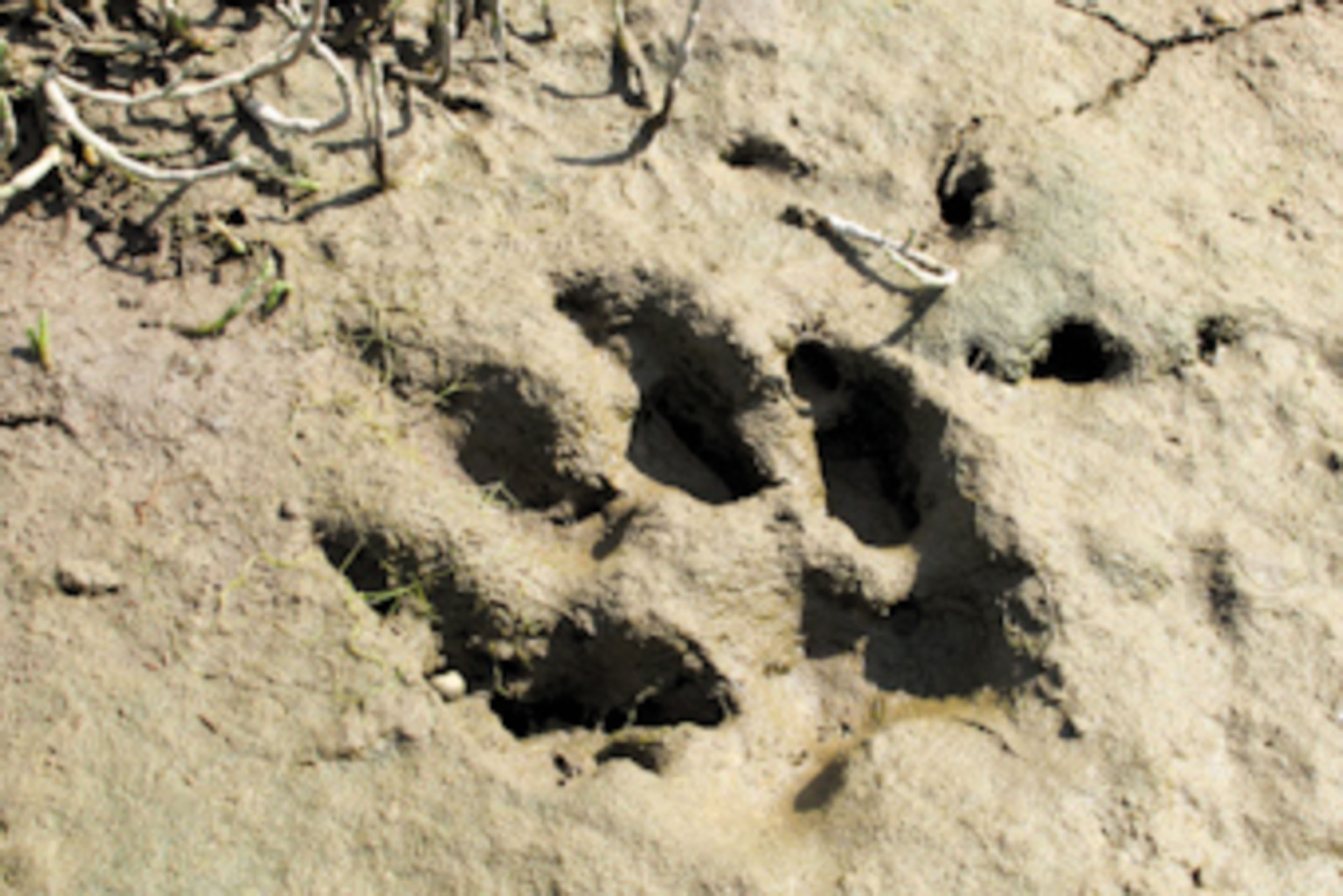 Imprint of a wolf paw in the ground in Canada on Vancouver Island 