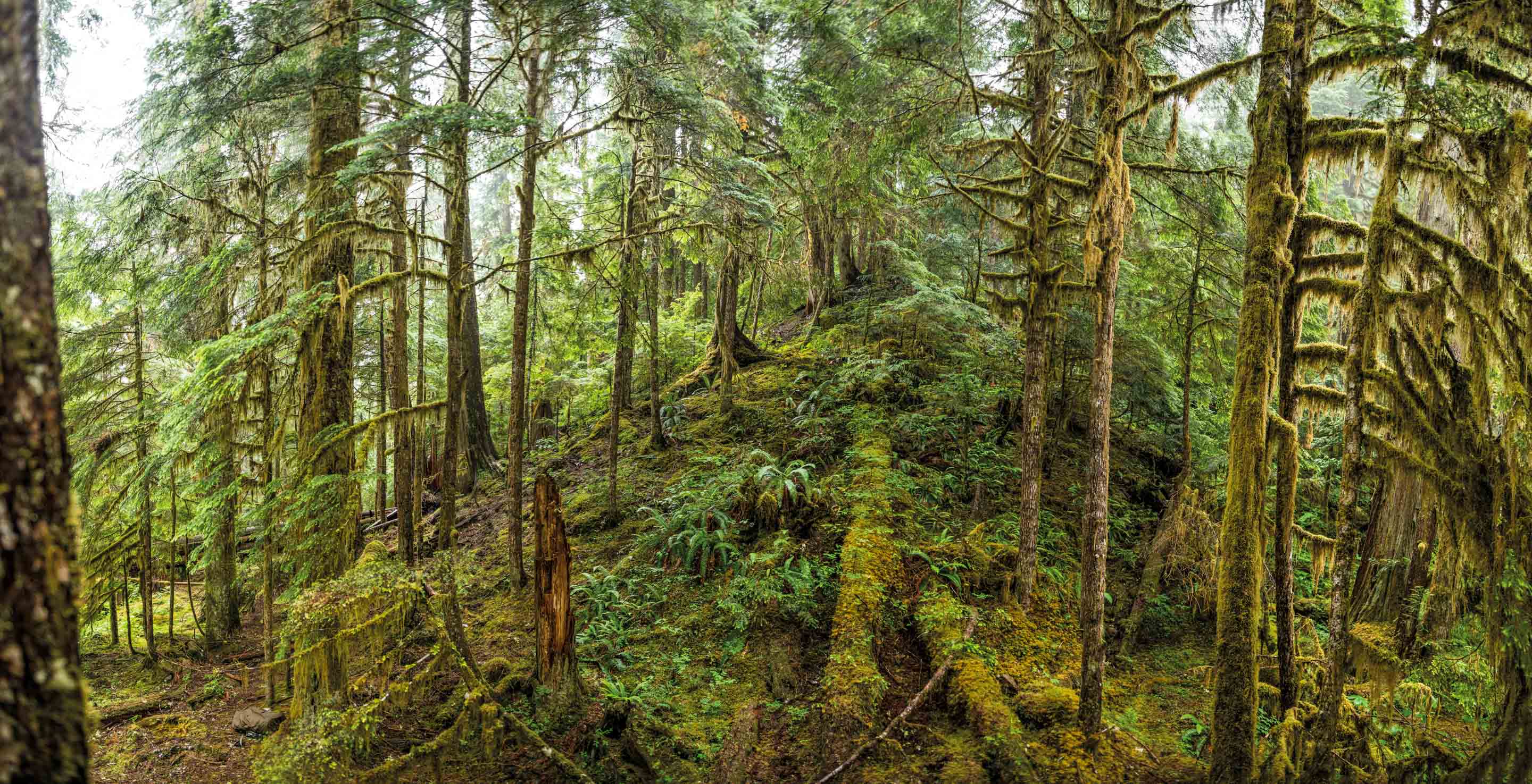 Wilderness International