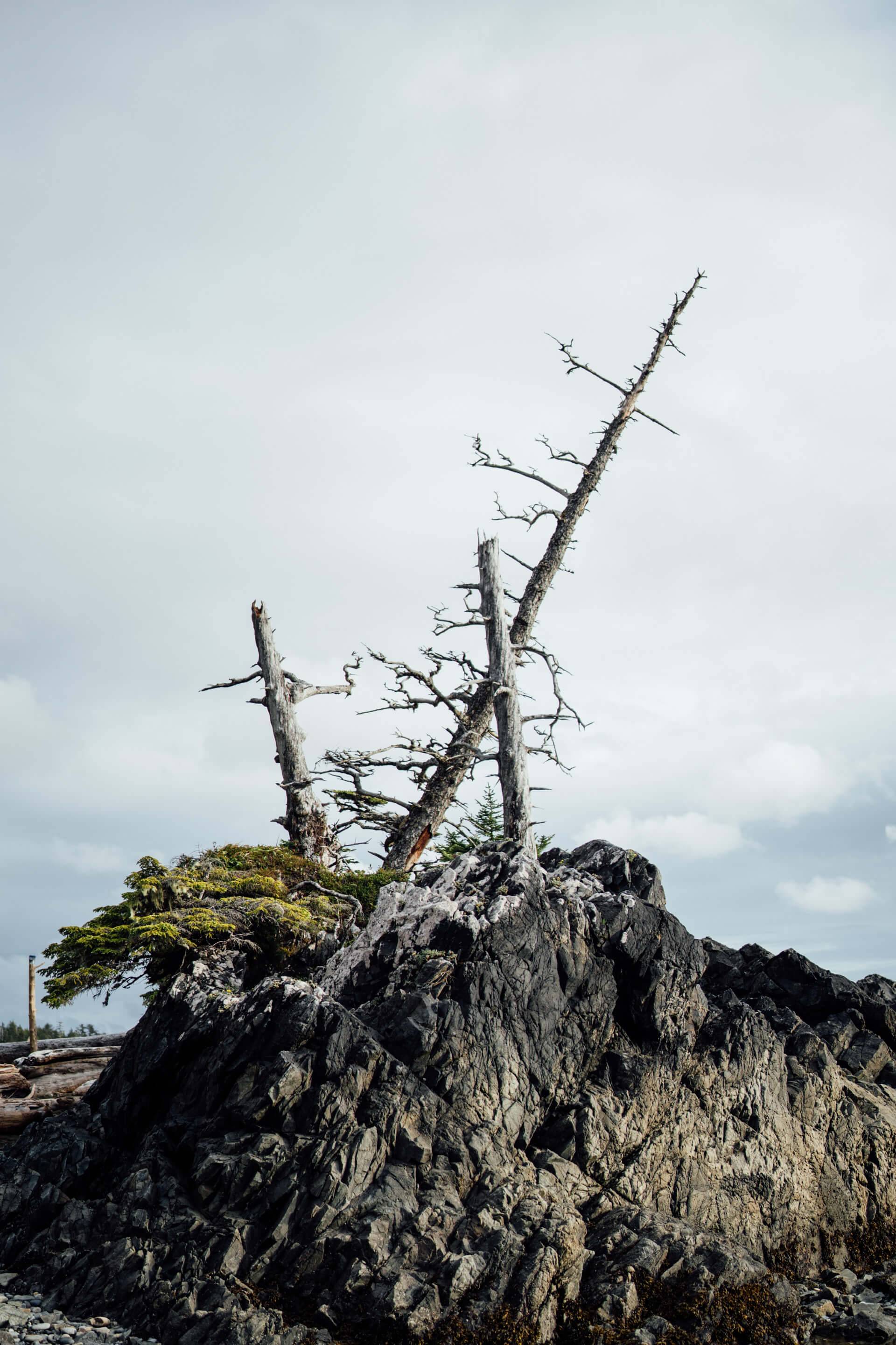 Wilderness International