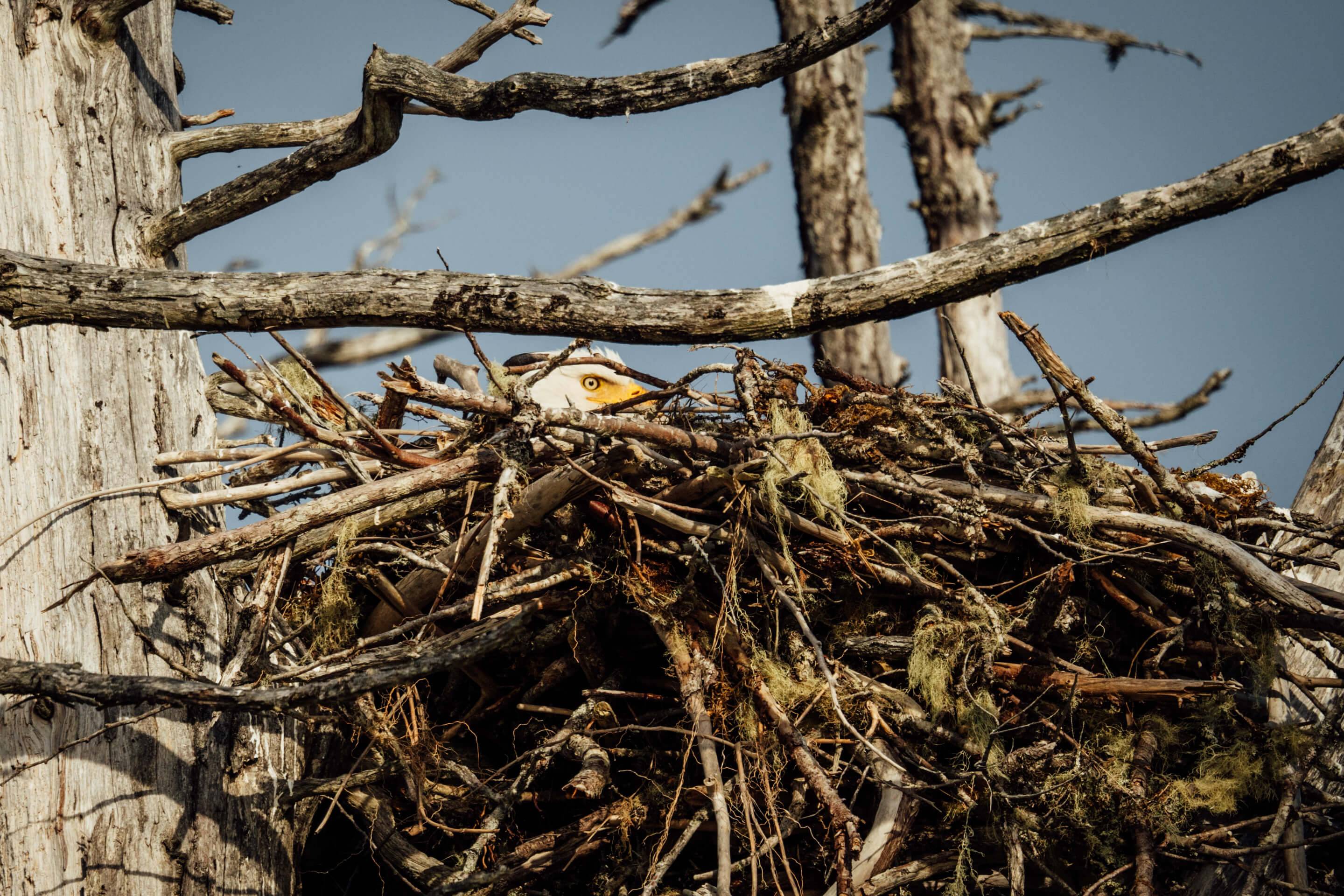 Wilderness International