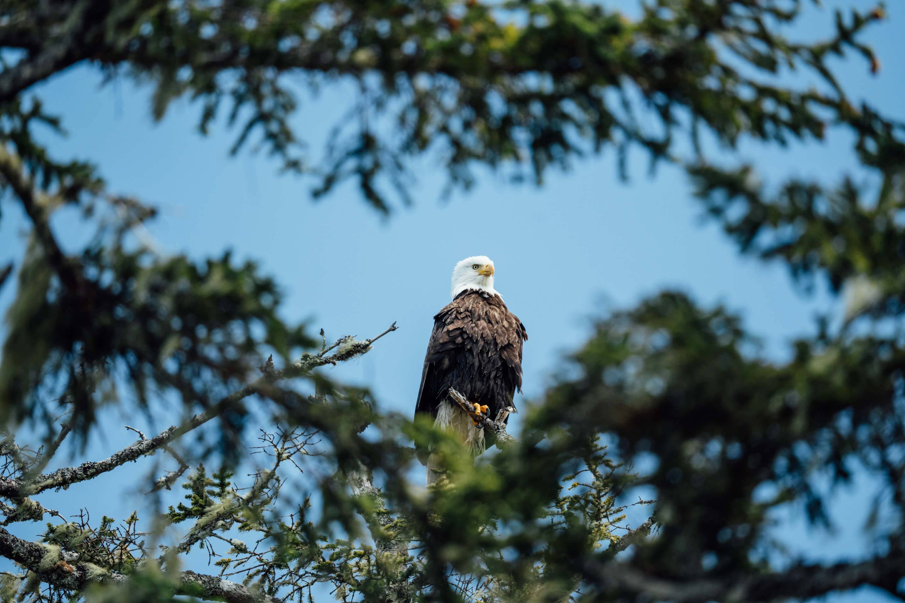 Wilderness International