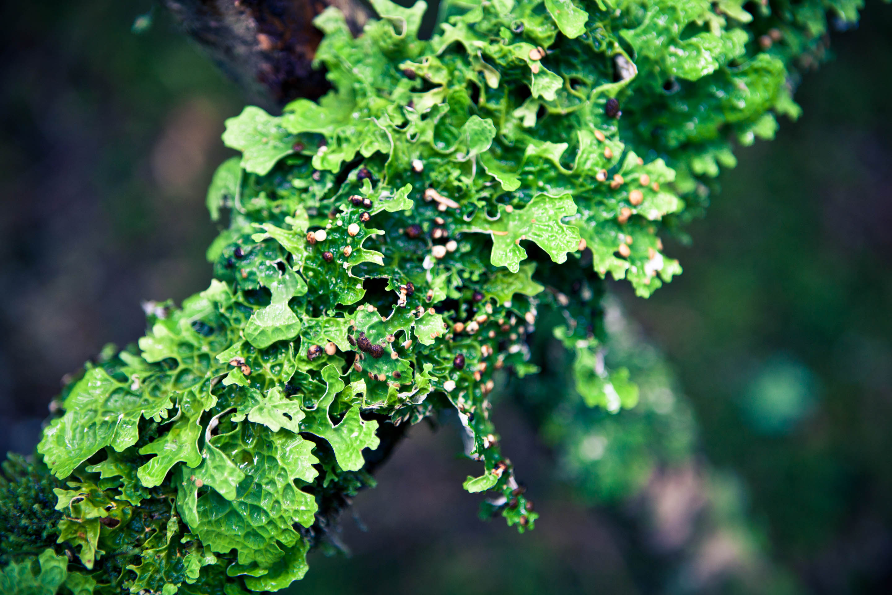 One of the many lichen species in Canada. 