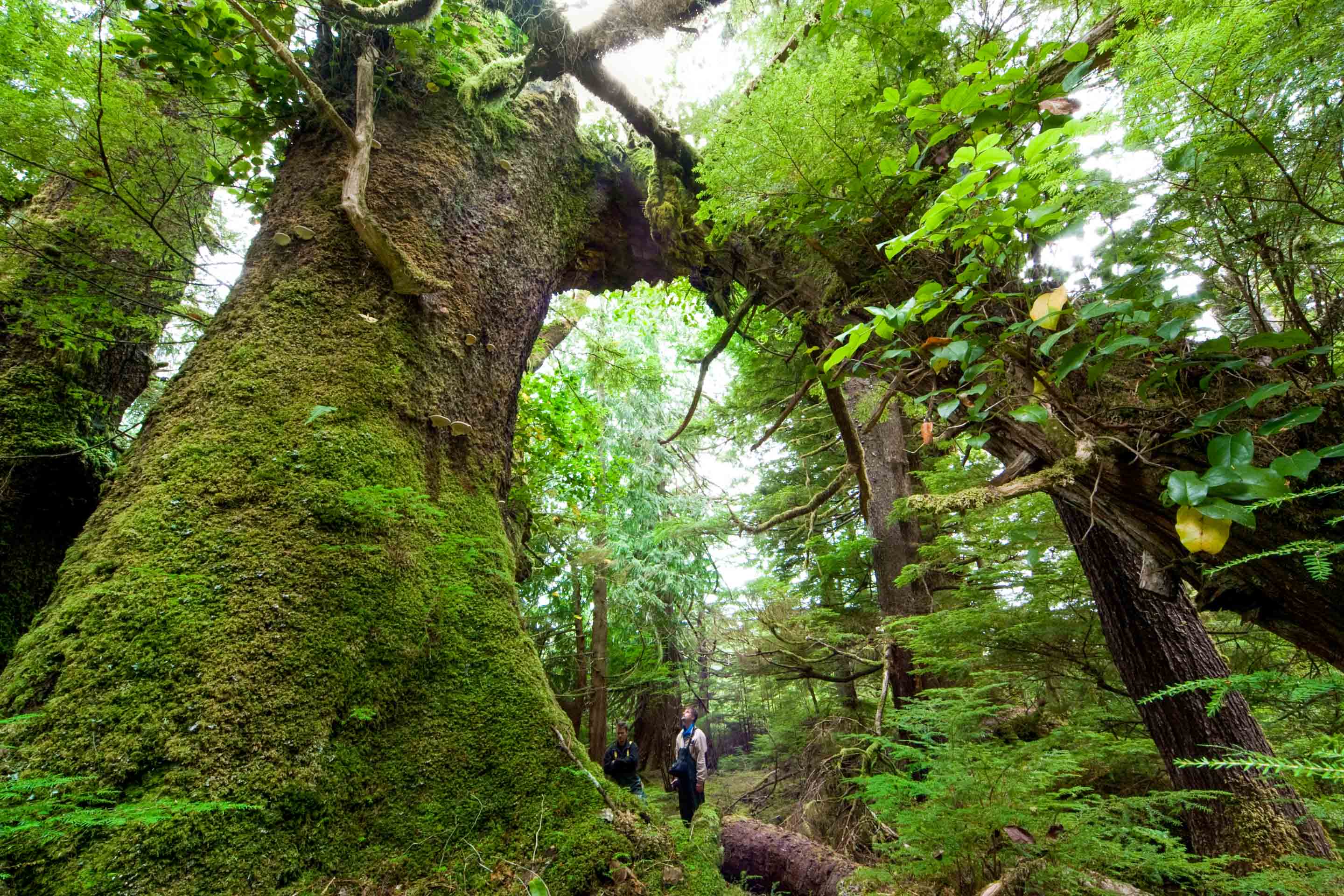 The giant trees in the coastal rainforest of western Canada make people look tiny. 