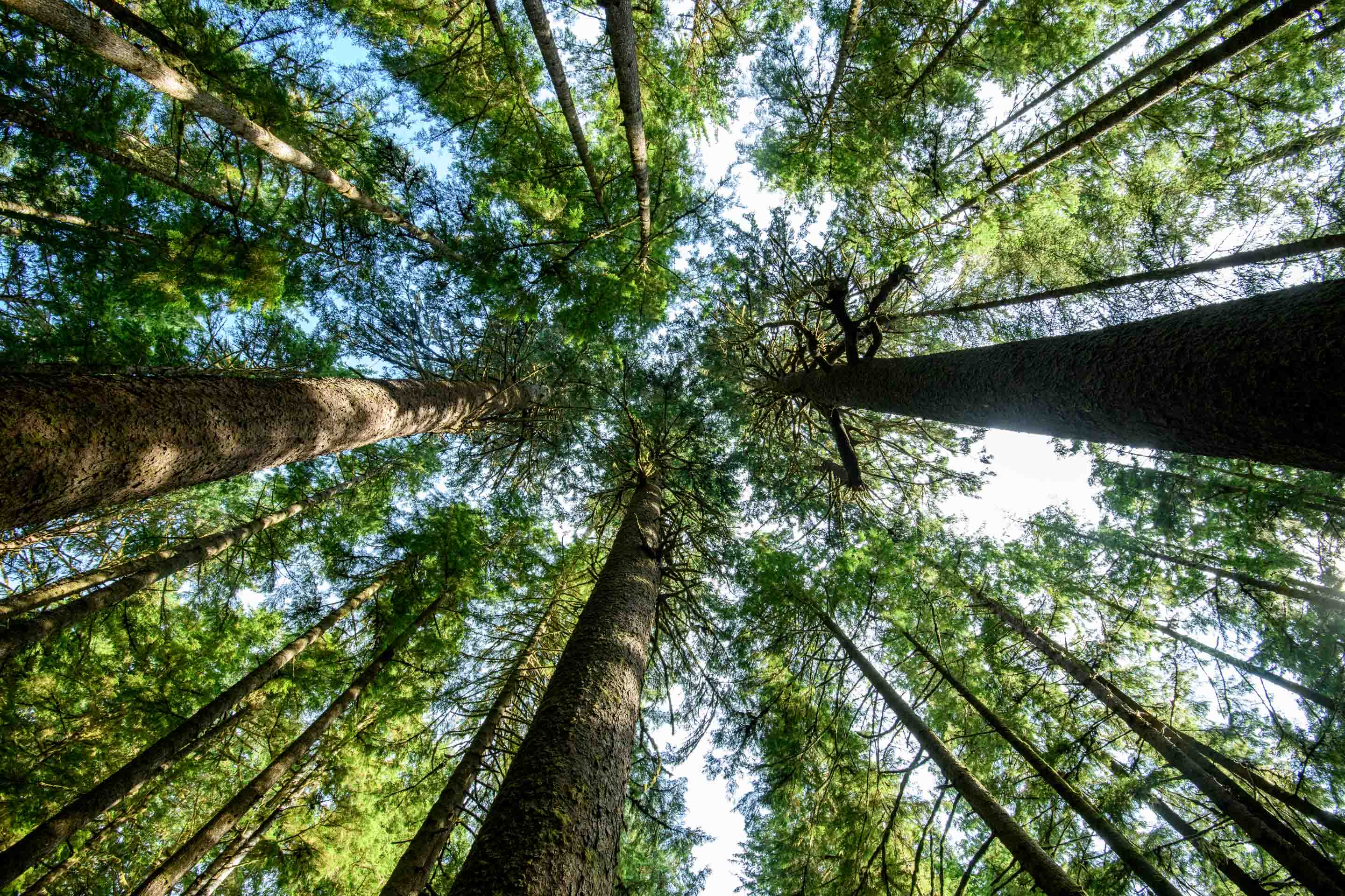 Wilderness International