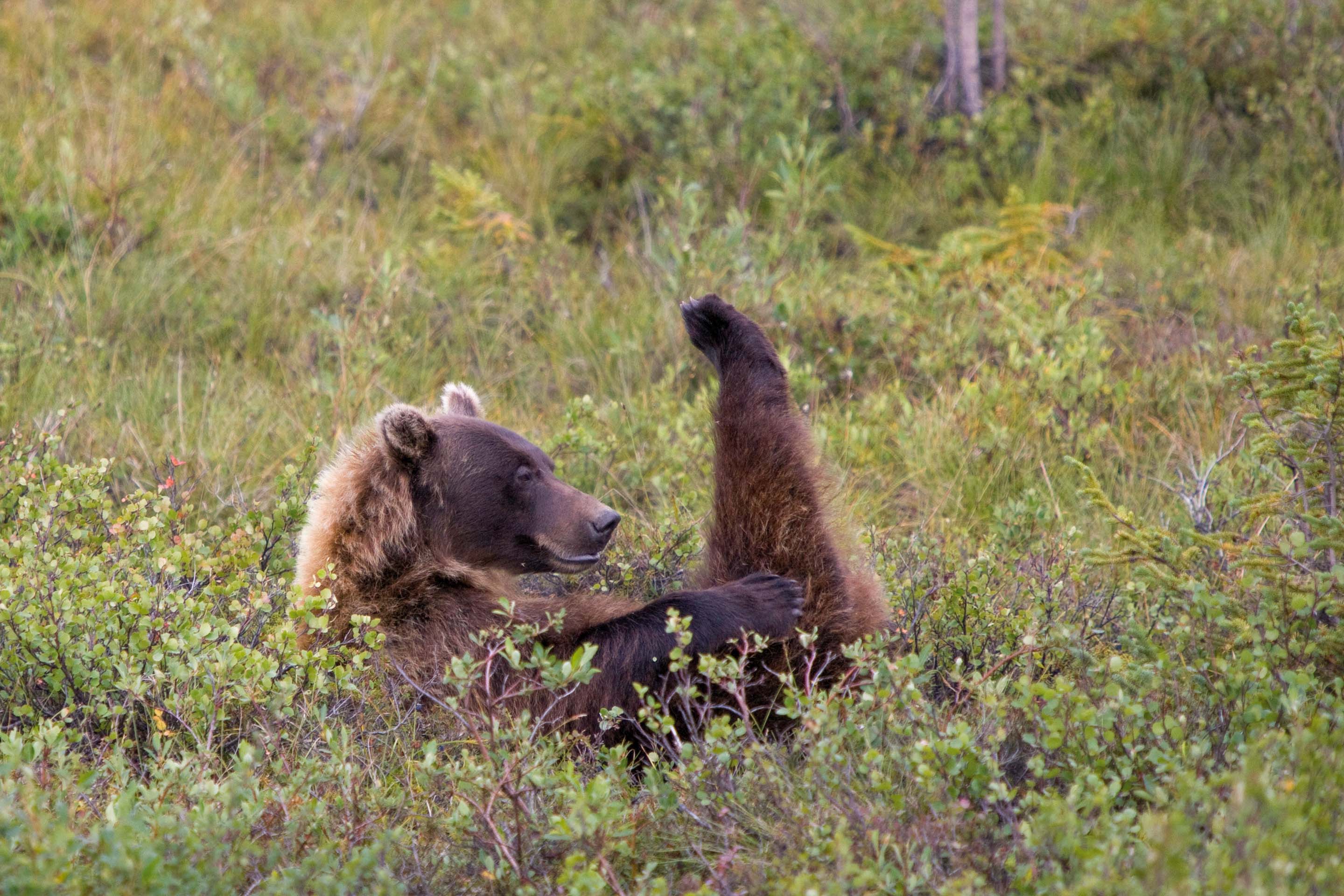 Grizzlybär in Kanadas Natur Ein Grizzlybär in Kanada liegt auf einer Wiese in der Natur.