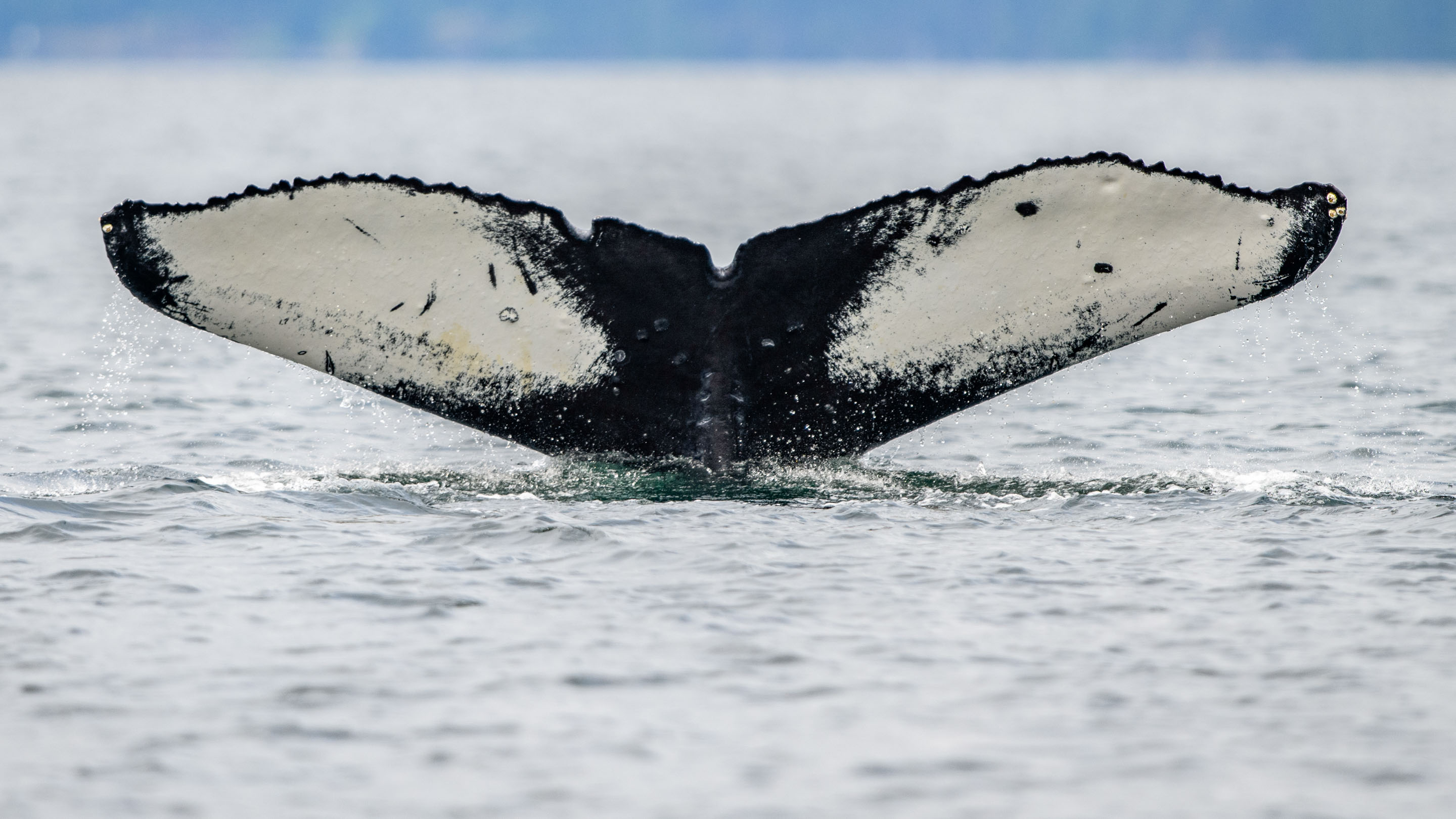 Fluke eines Buckelwals Wilderness International