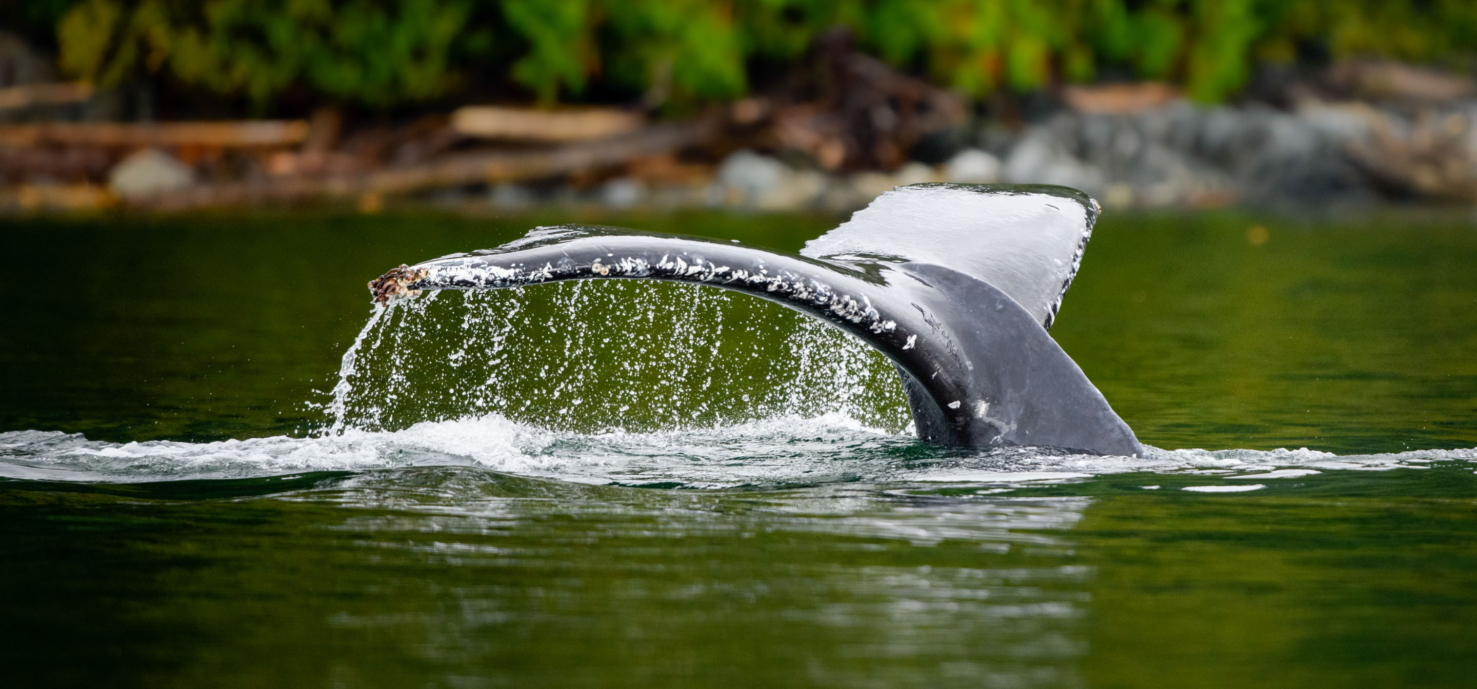 Wilderness International