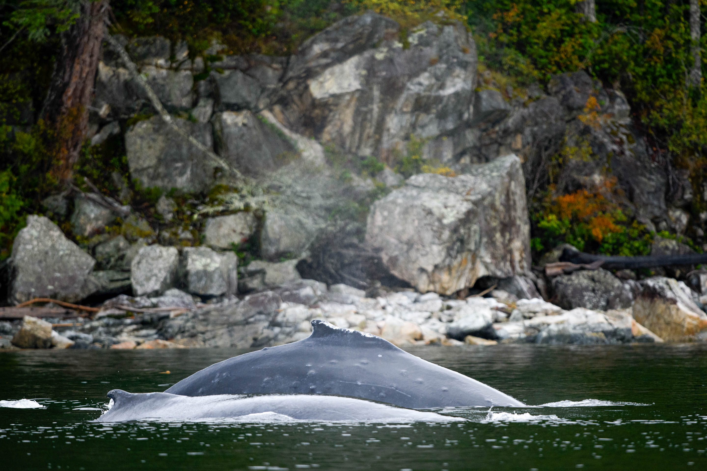 Wilderness International