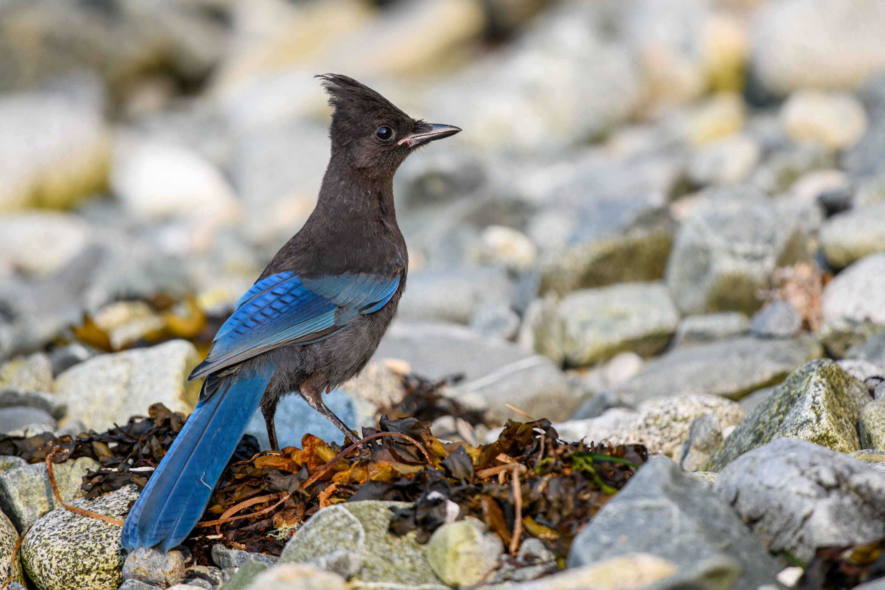 Wilderness International