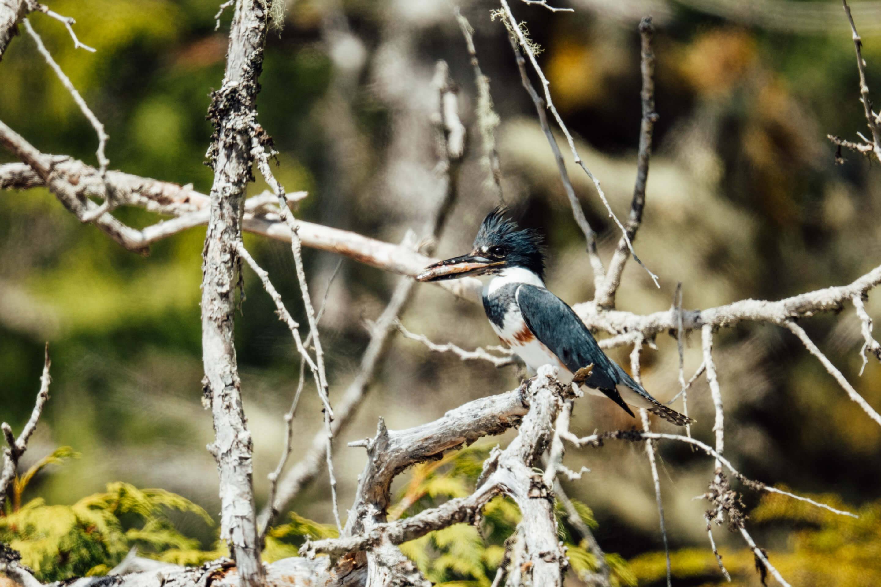 Wilderness International