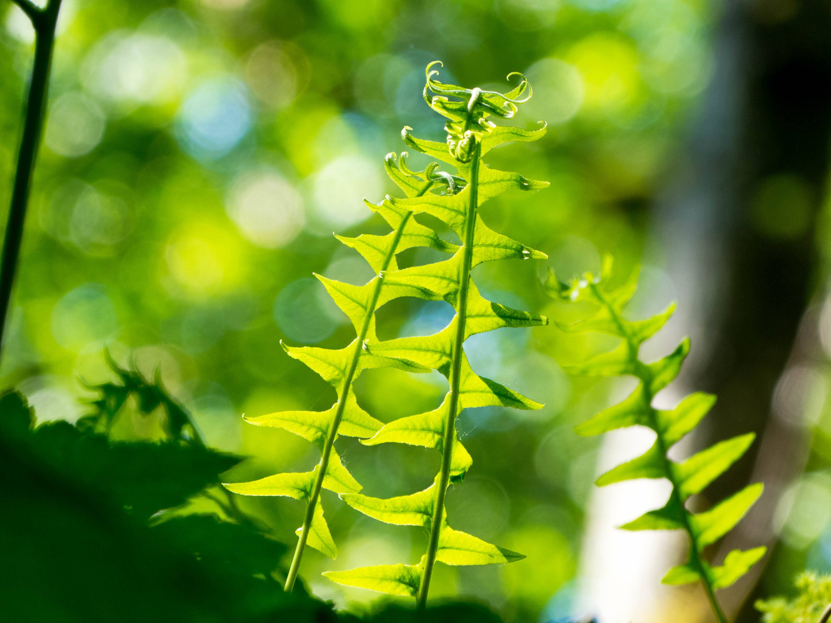 There are many different species of ferns on Wilderness International's protected lands. 