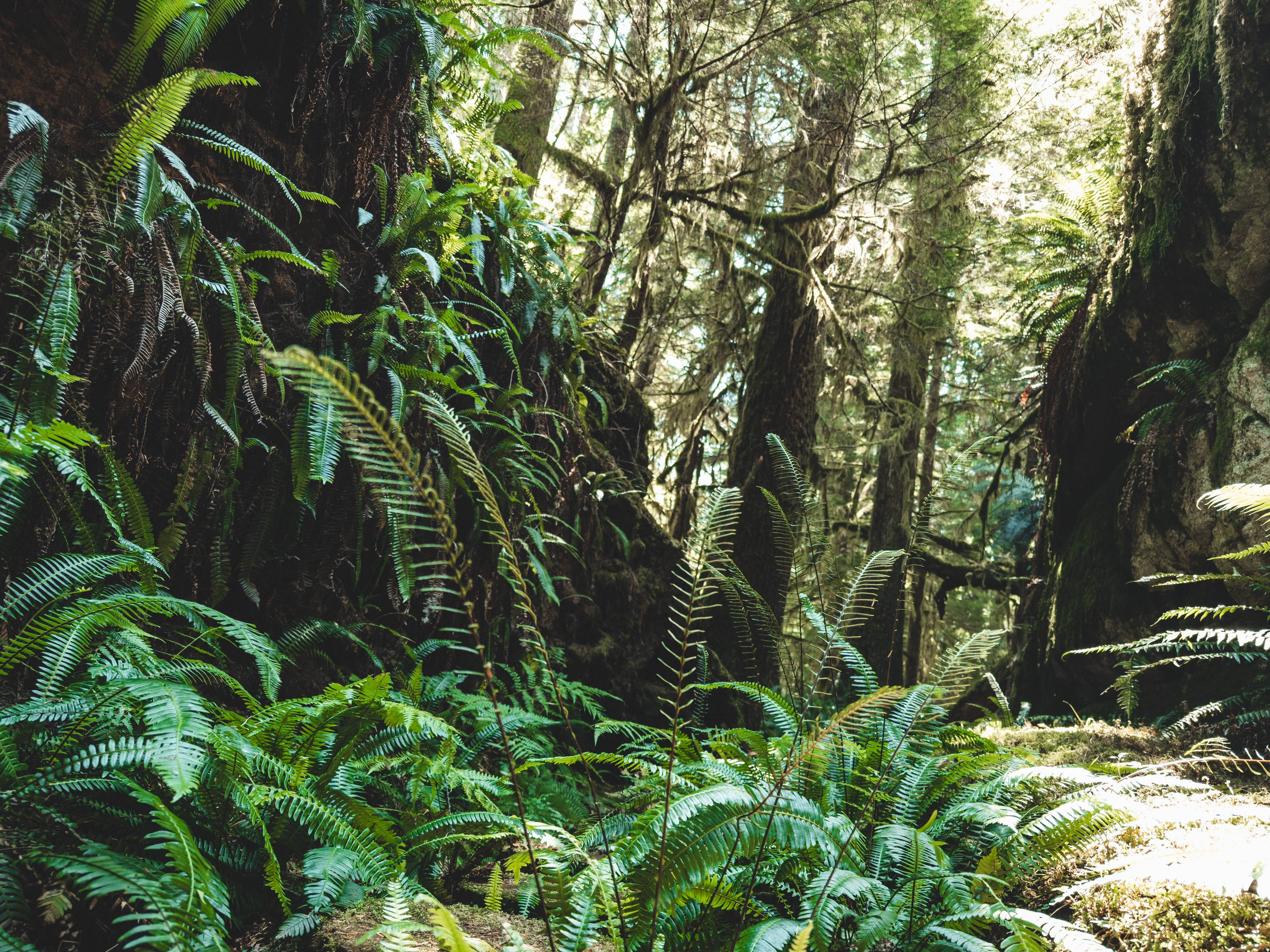 Wilderness International