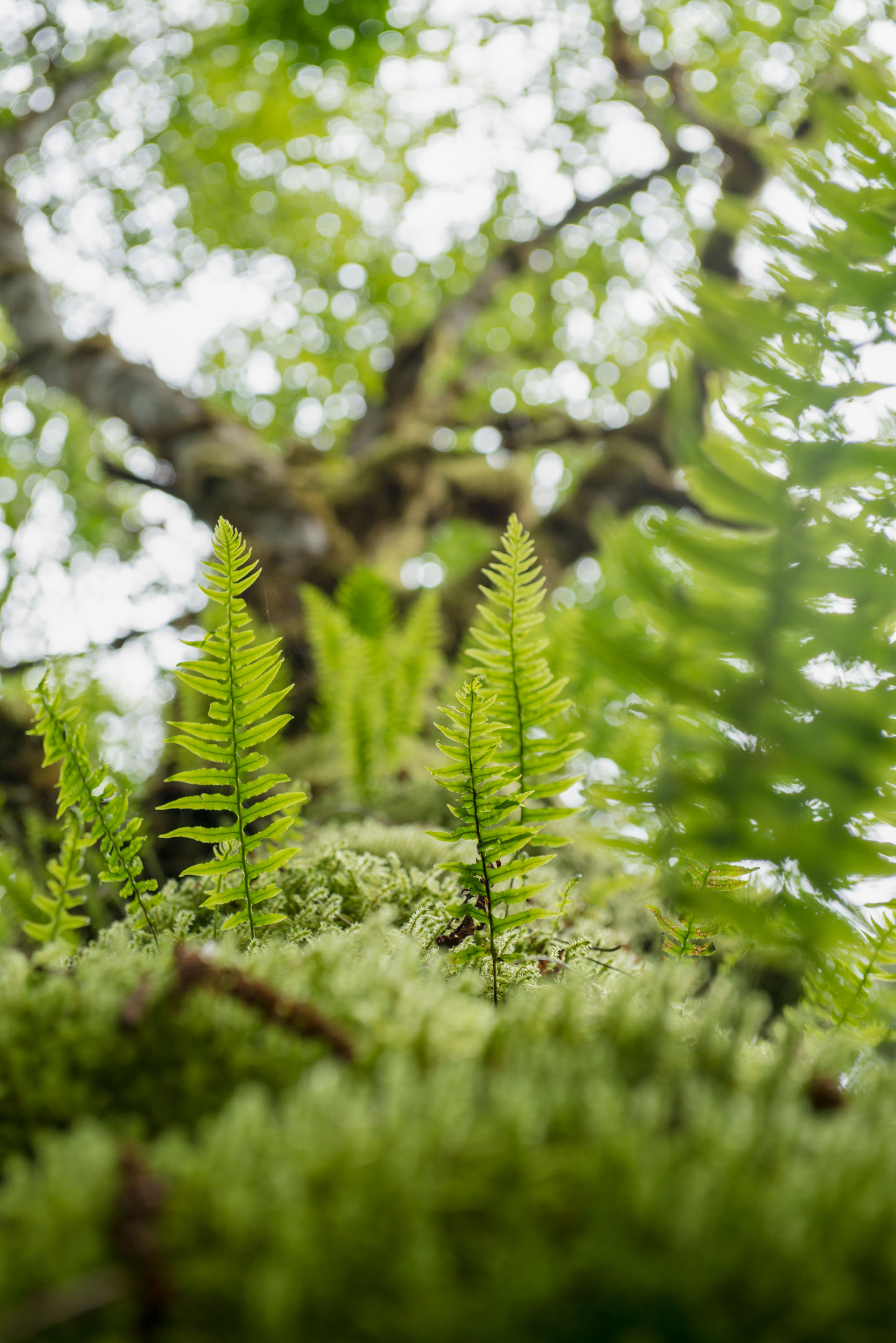 Wilderness International