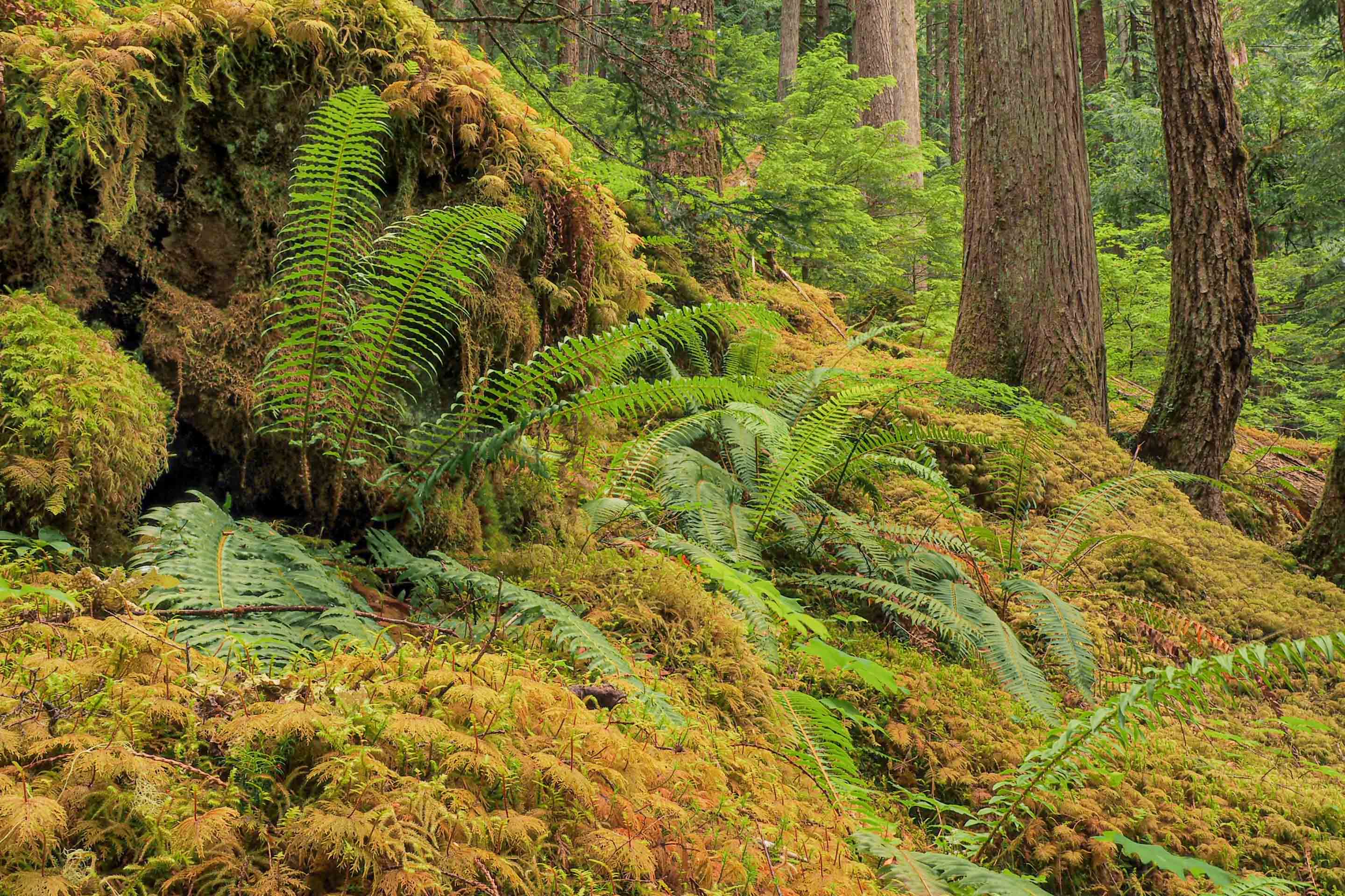 Wilderness International