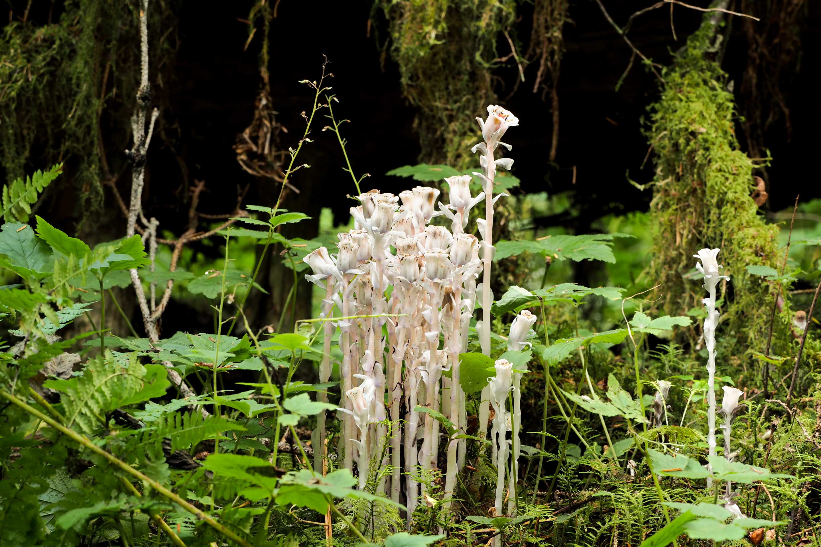 Wilderness International