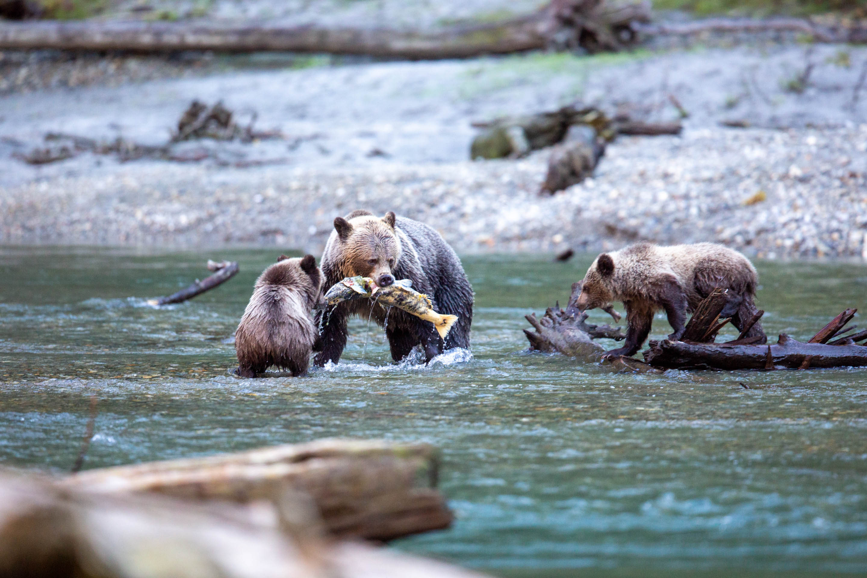 Wilderness International