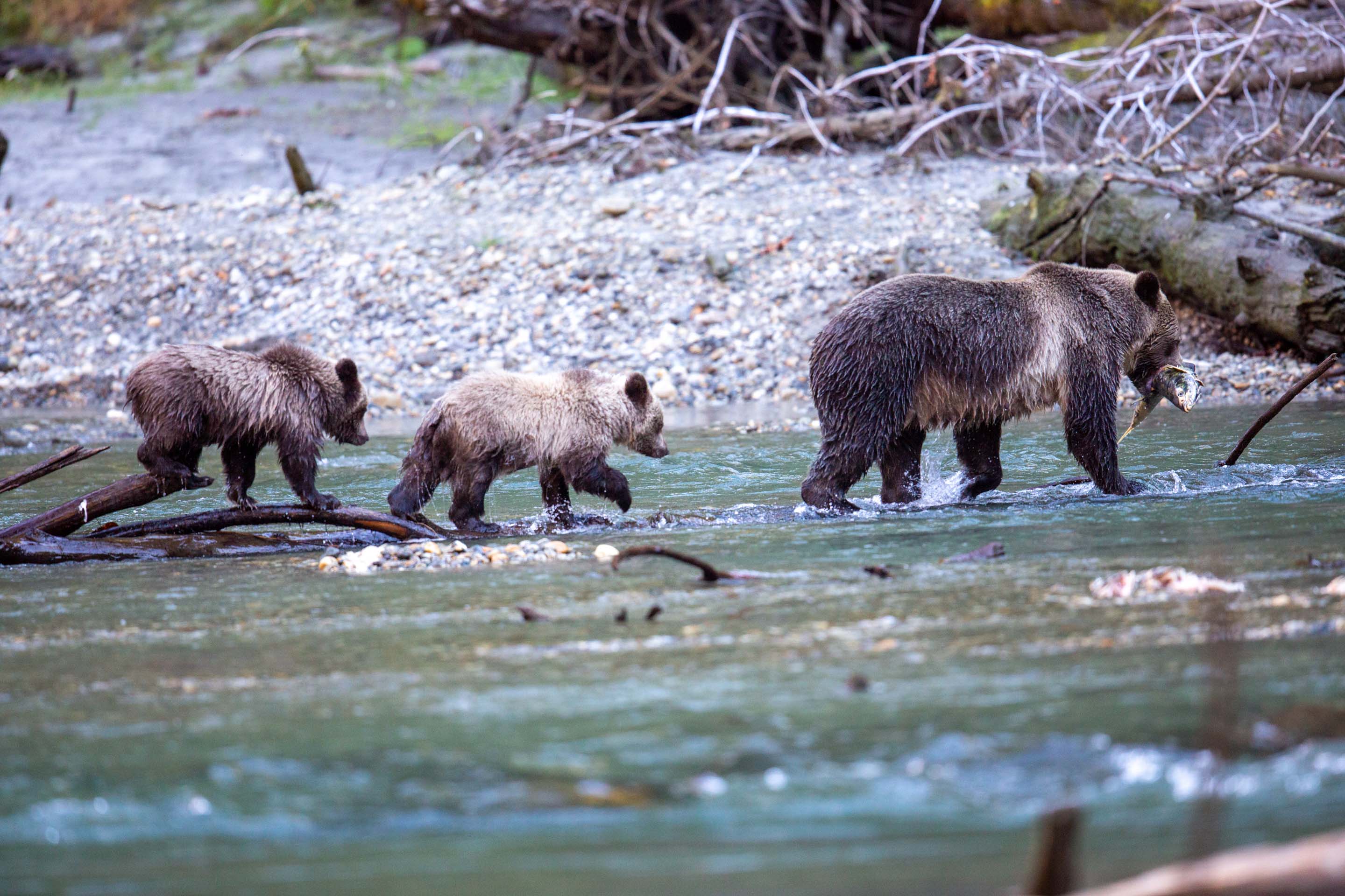 Wilderness International