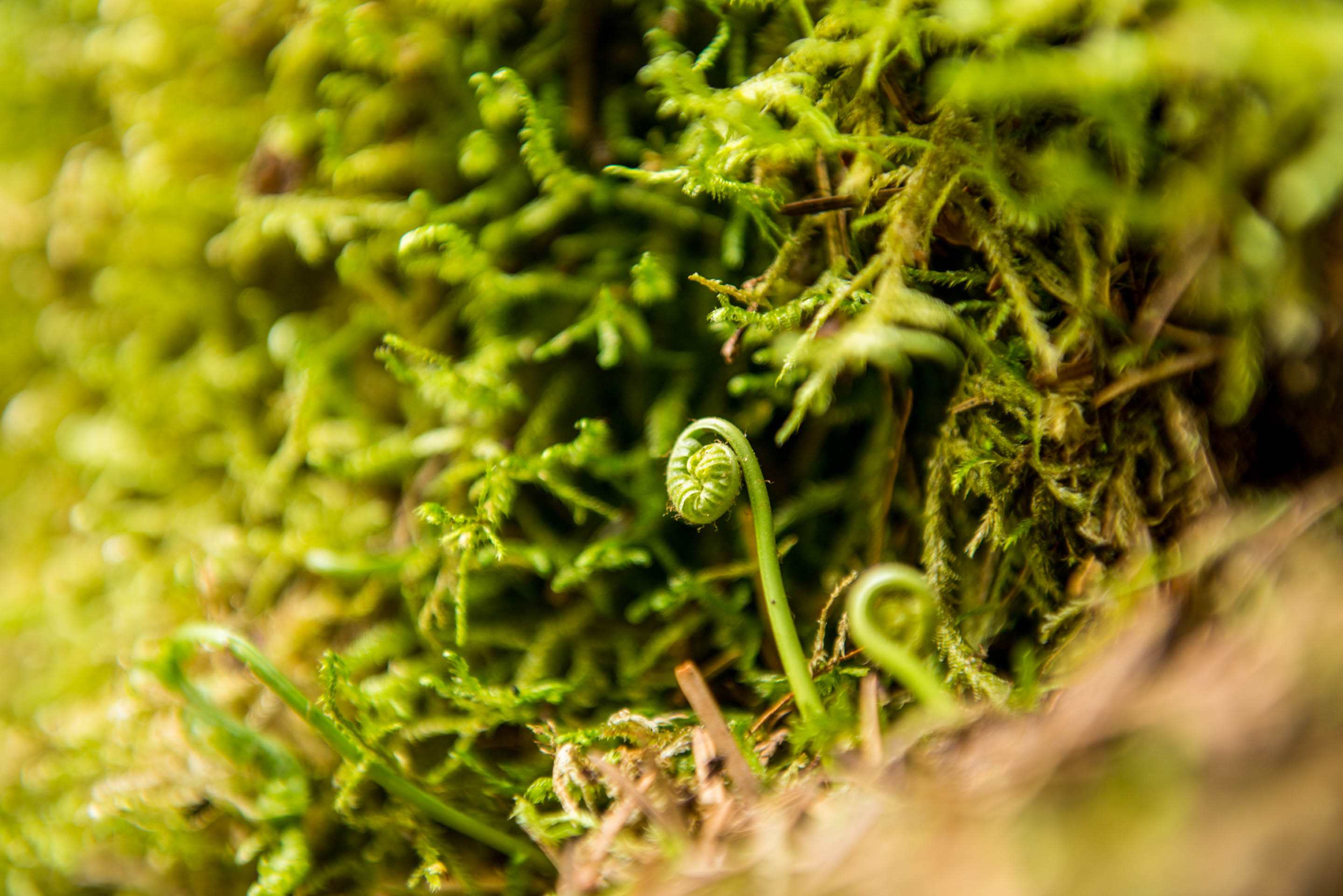 There are many different species of ferns and mosses in the areas protected by Wilderness International. 