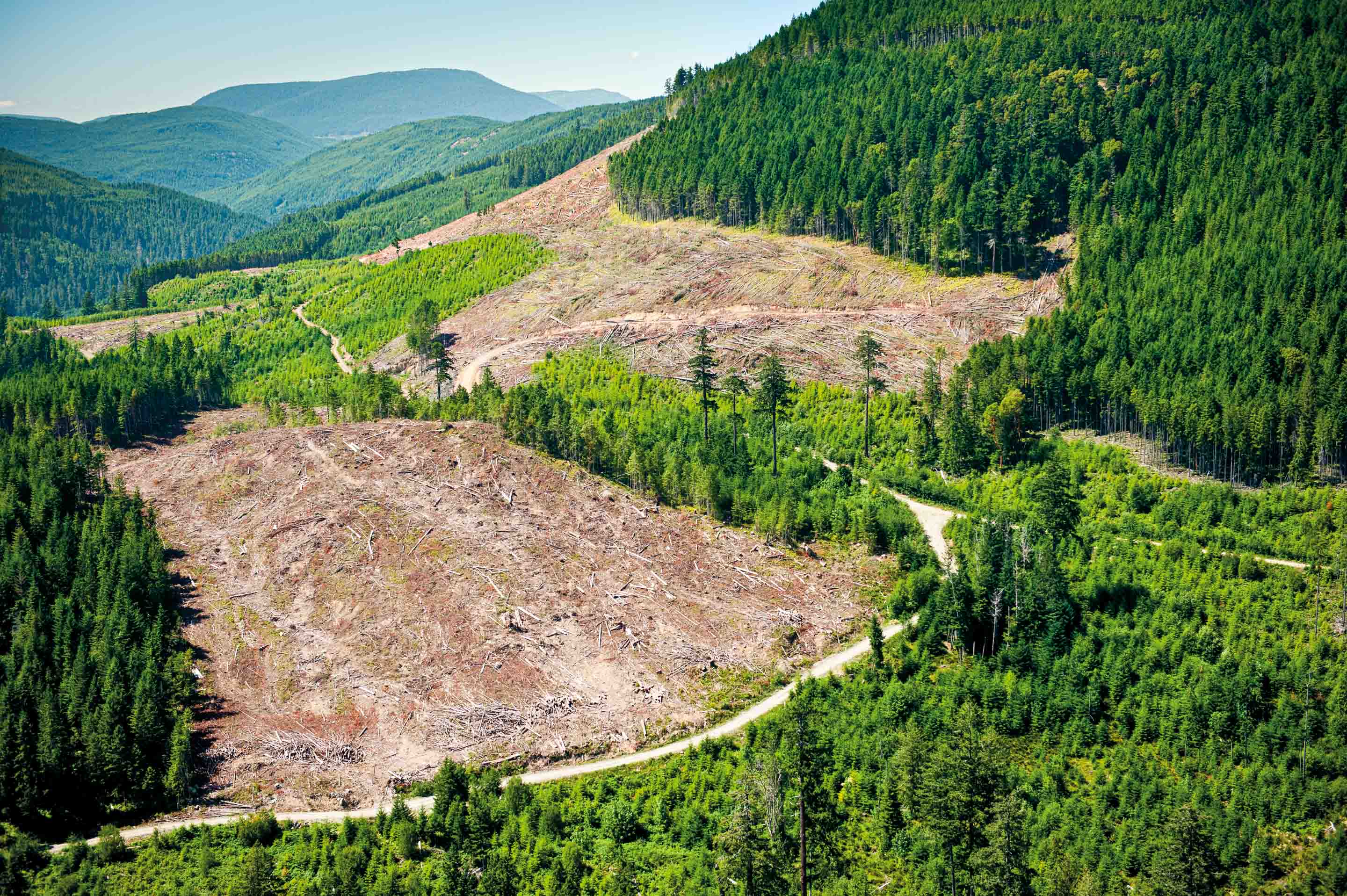 This is what areas that have been completely cleared look like - Canada. 