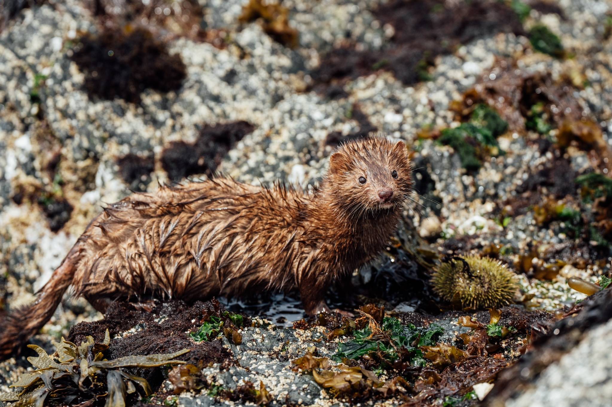 Wilderness International