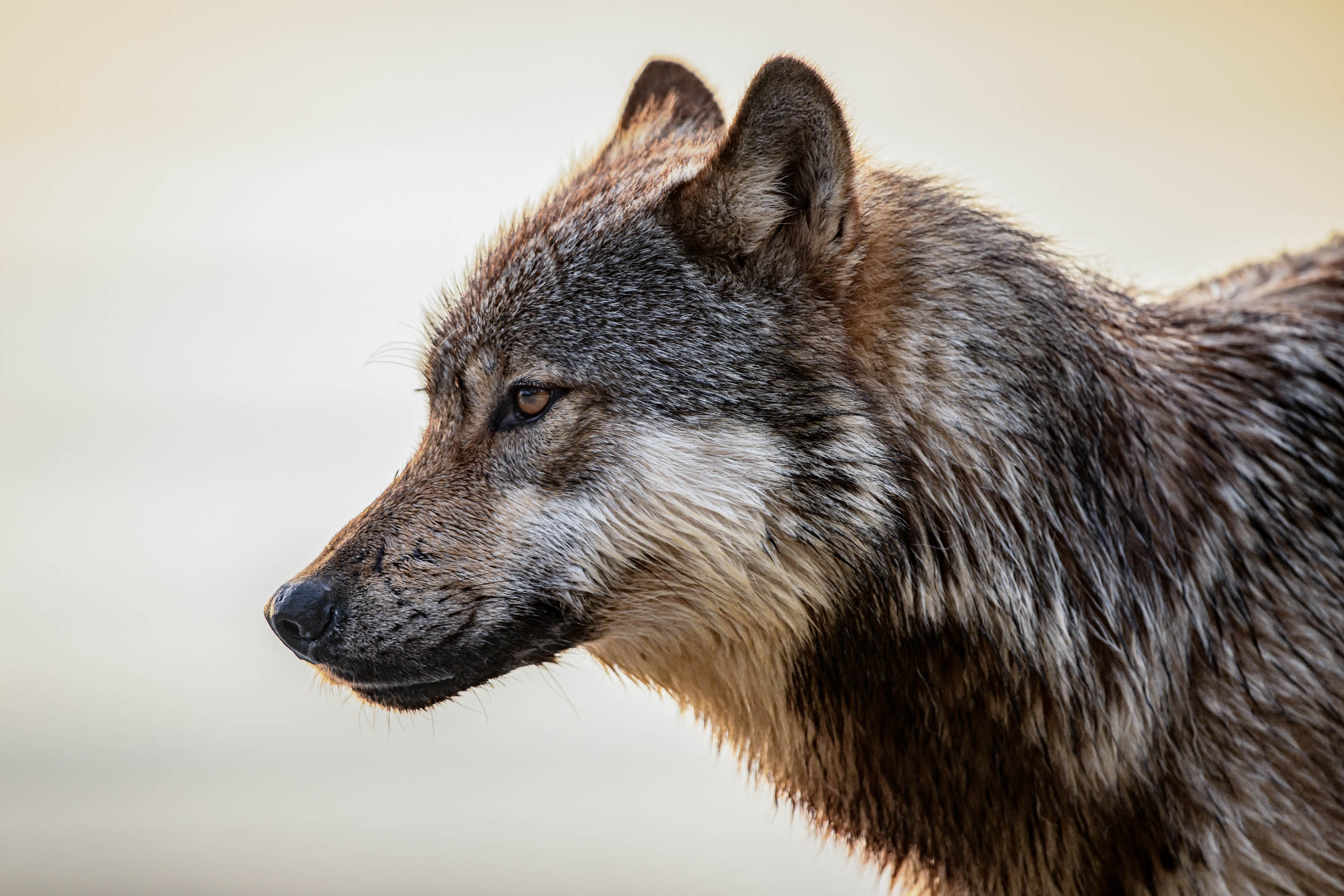 Wilderness International