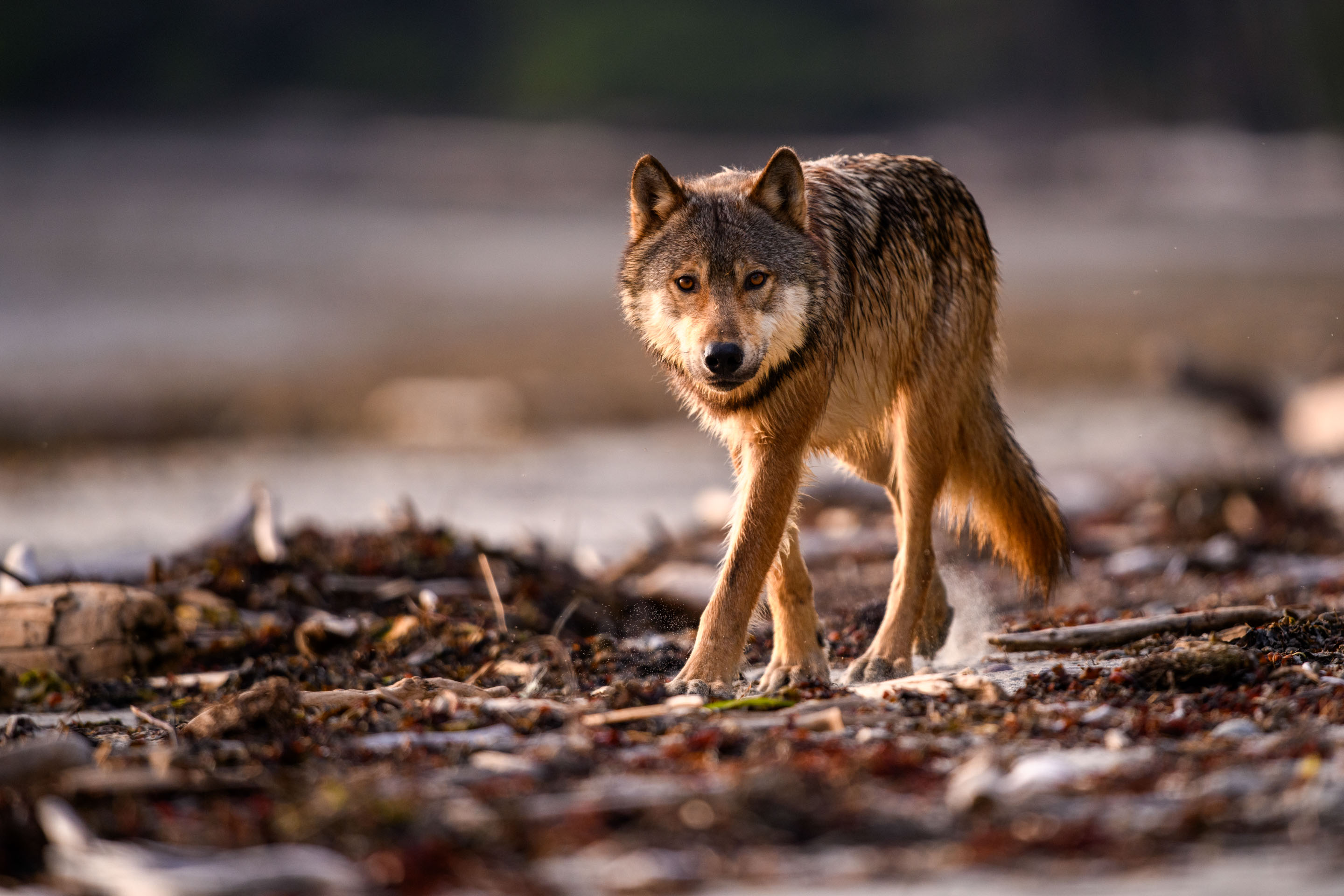 Kanadischer Küstenwolf Wilderness International