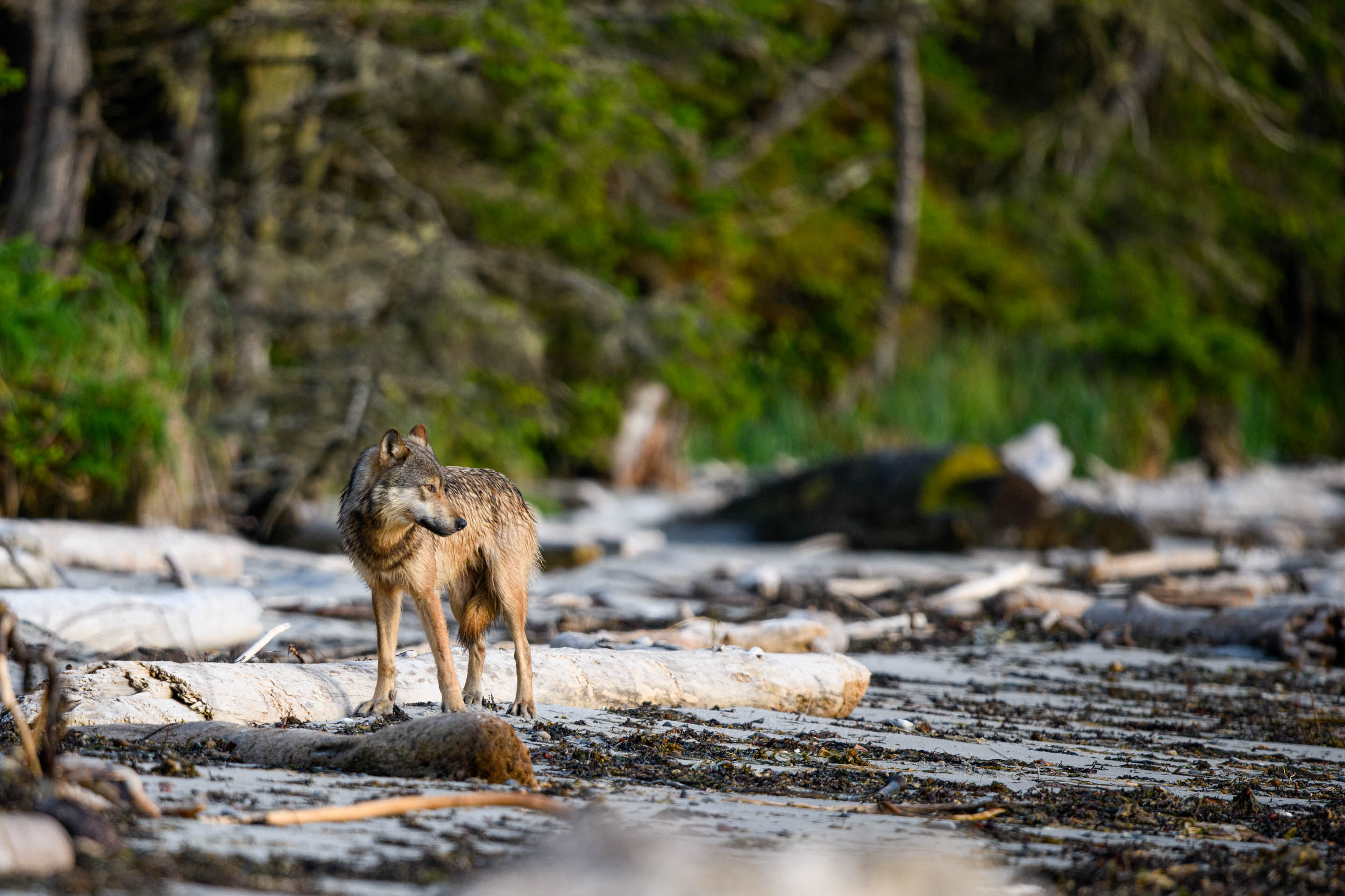 Wilderness International