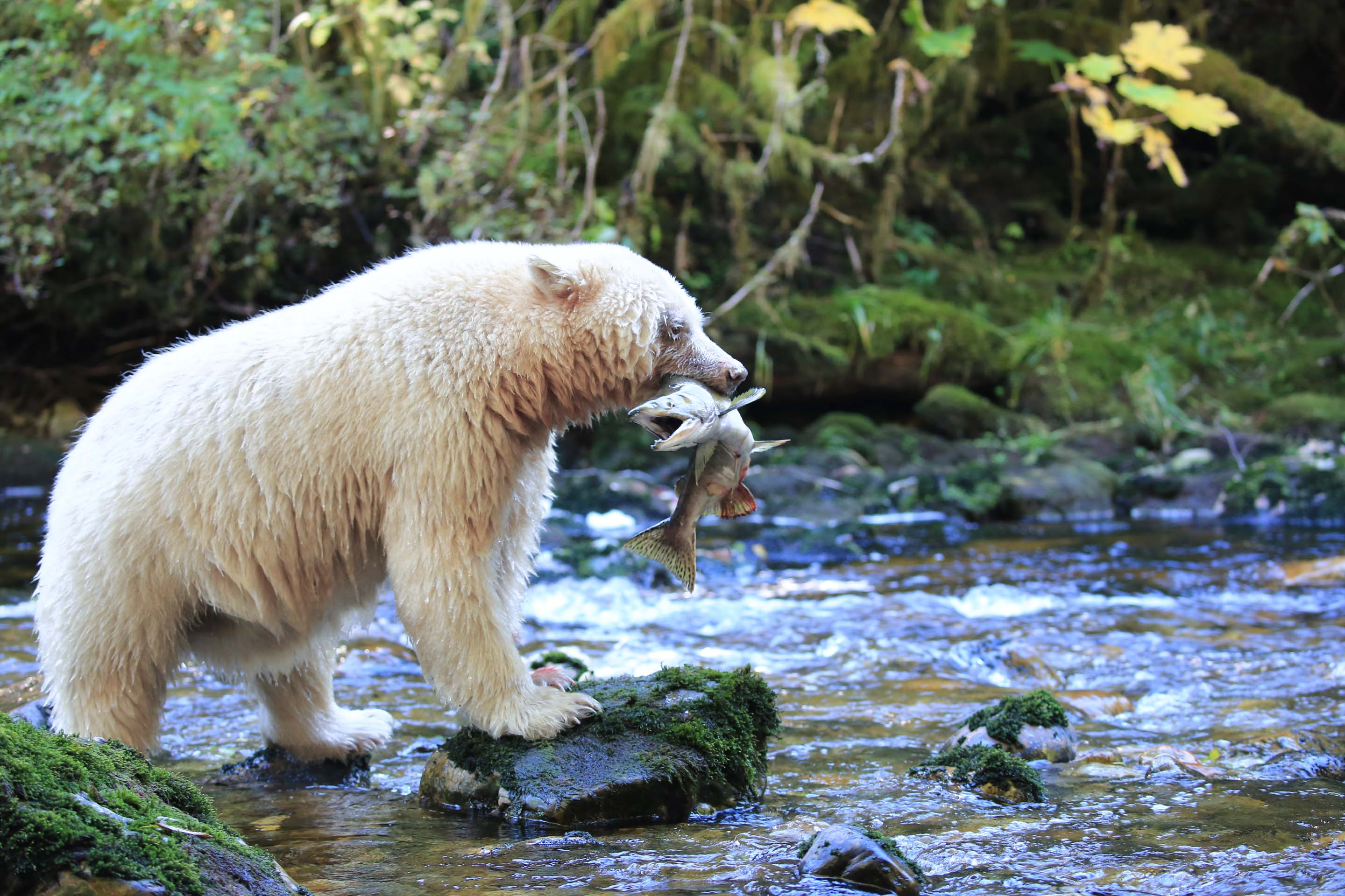 Wilderness International