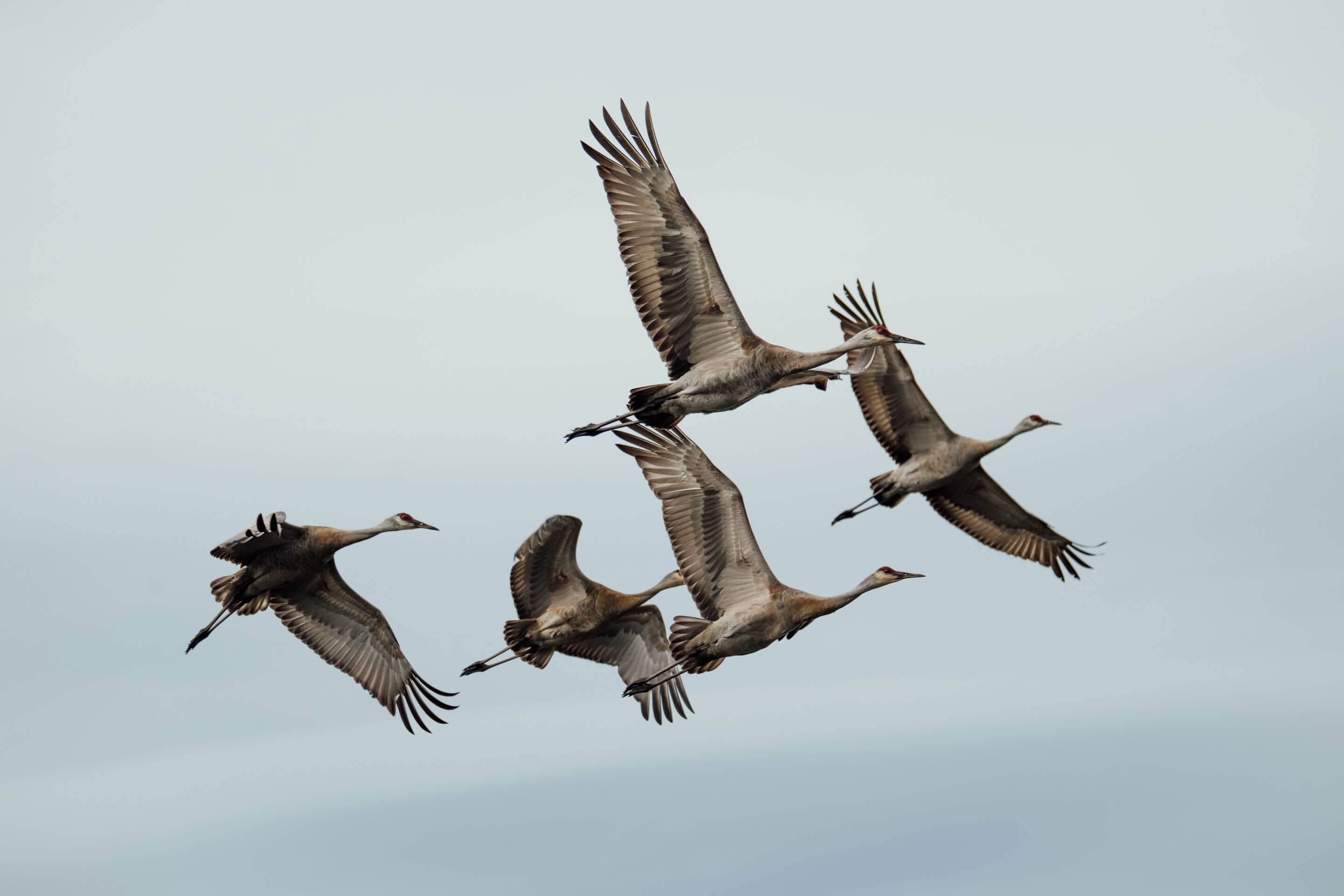 Wilderness International