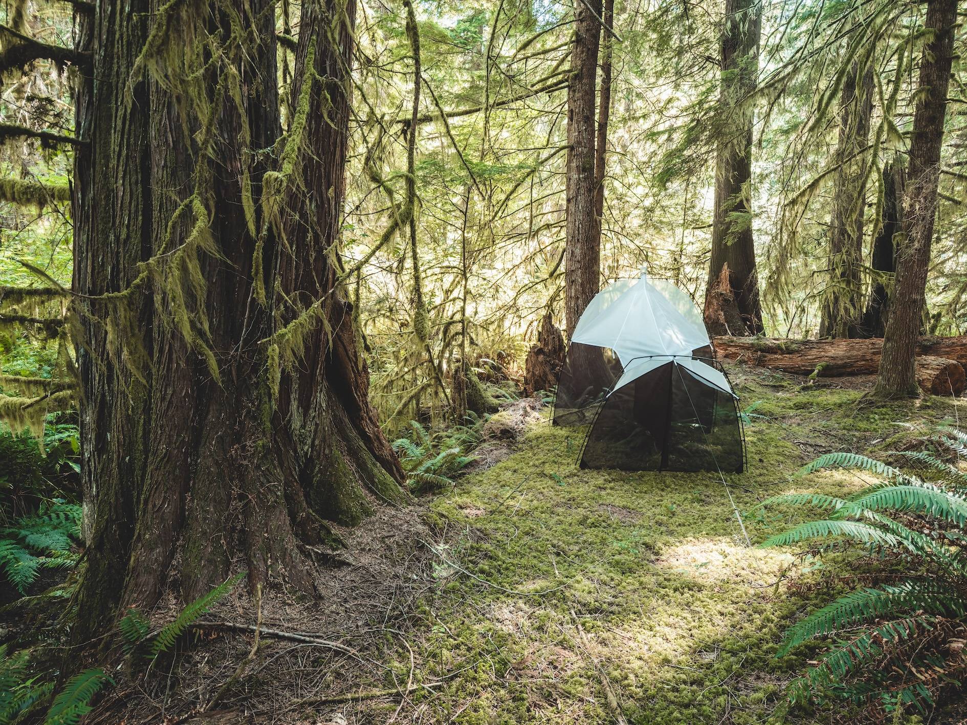 Wilderness International