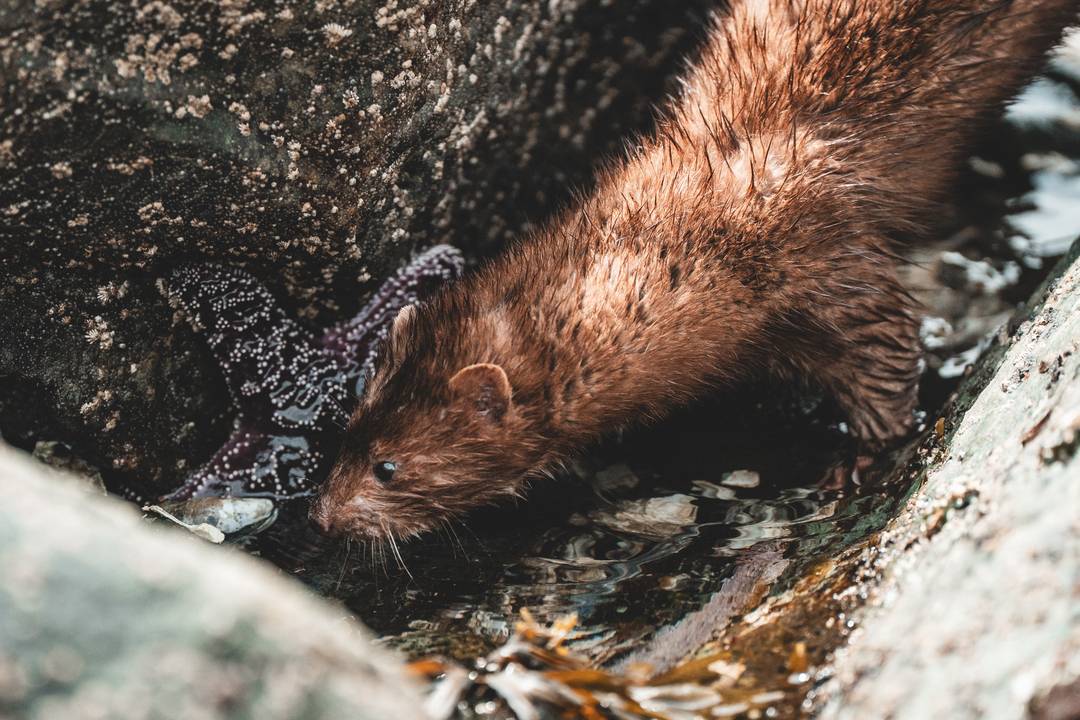 Wilderness International