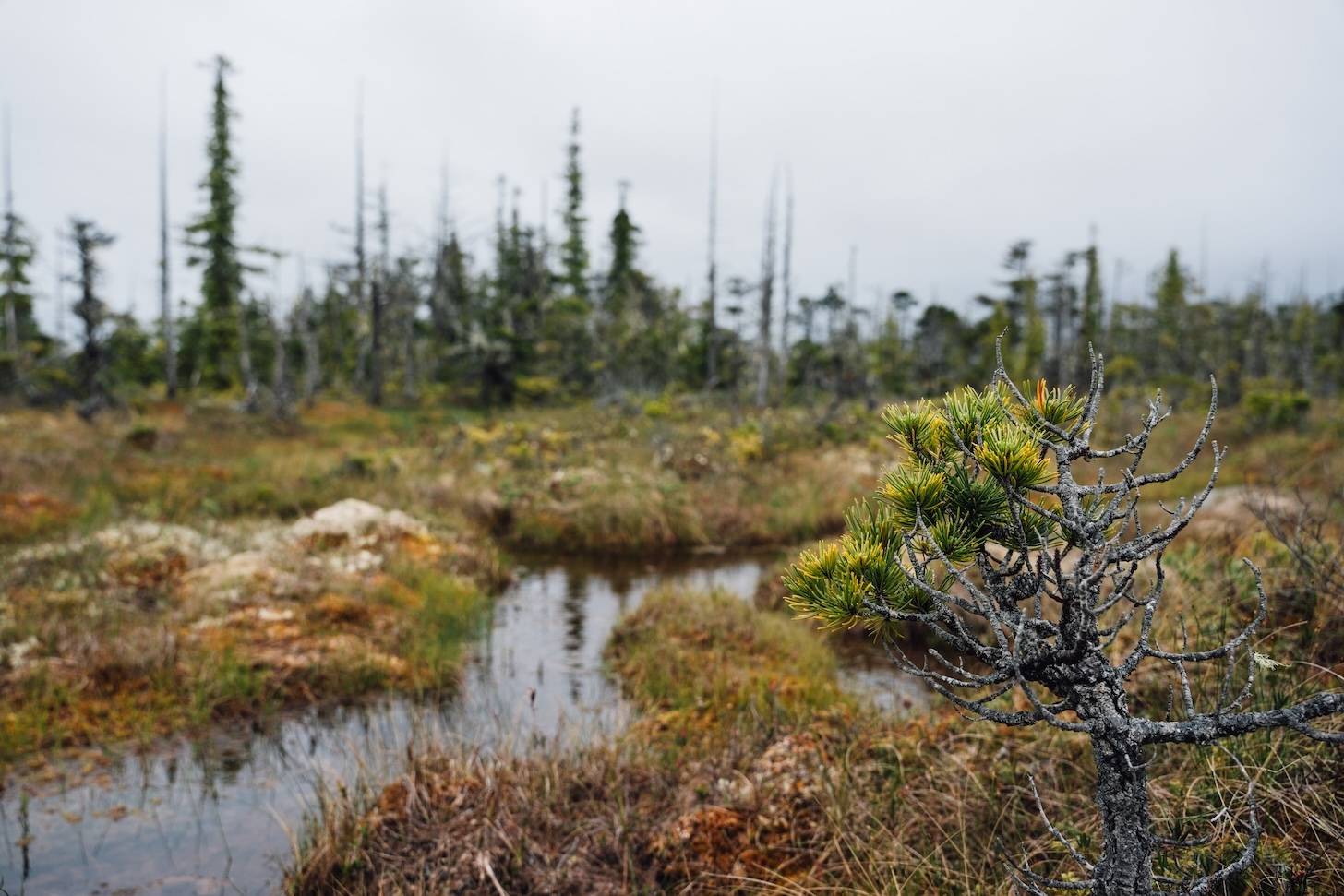 Wilderness International