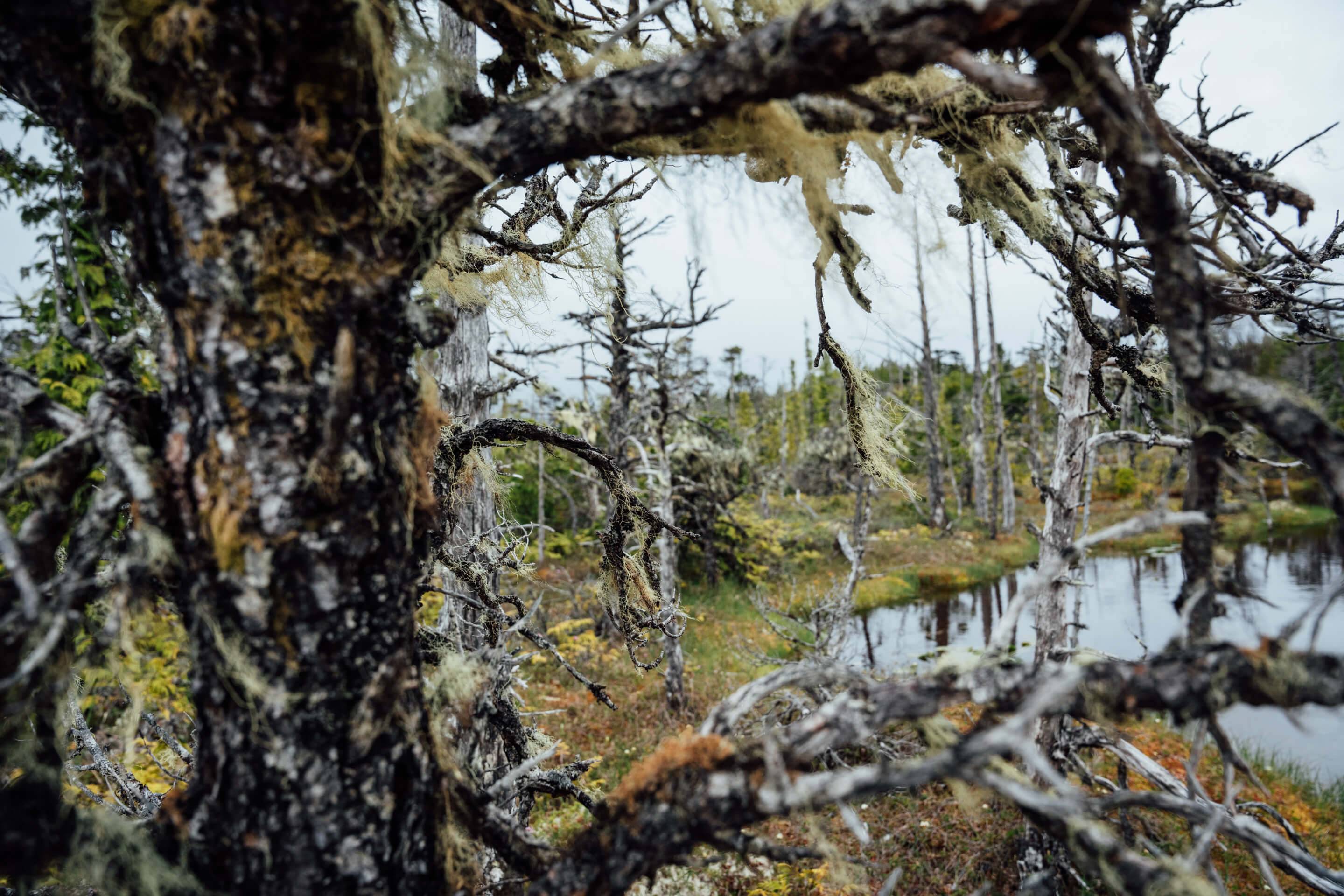 Wilderness International