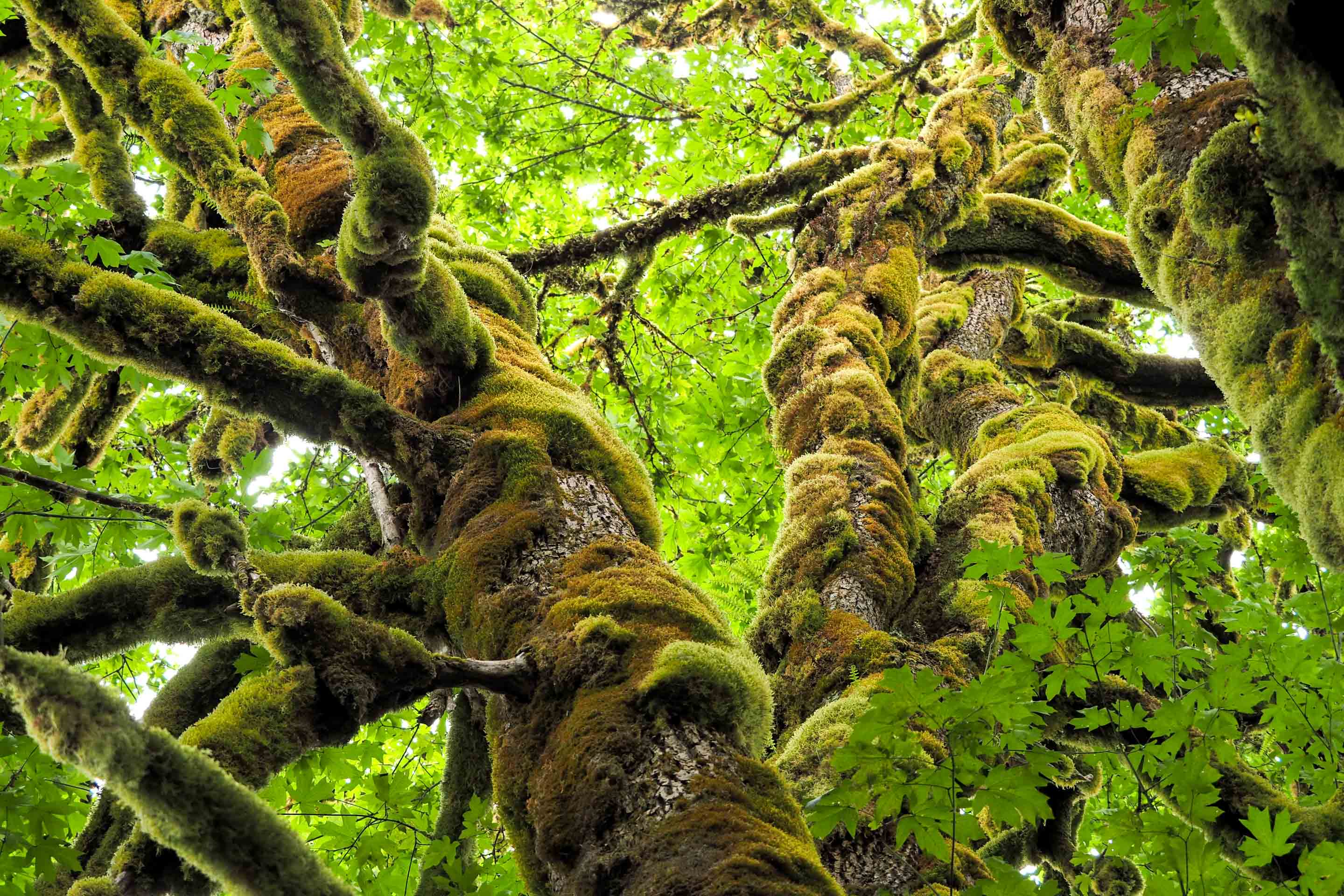 Wilderness International