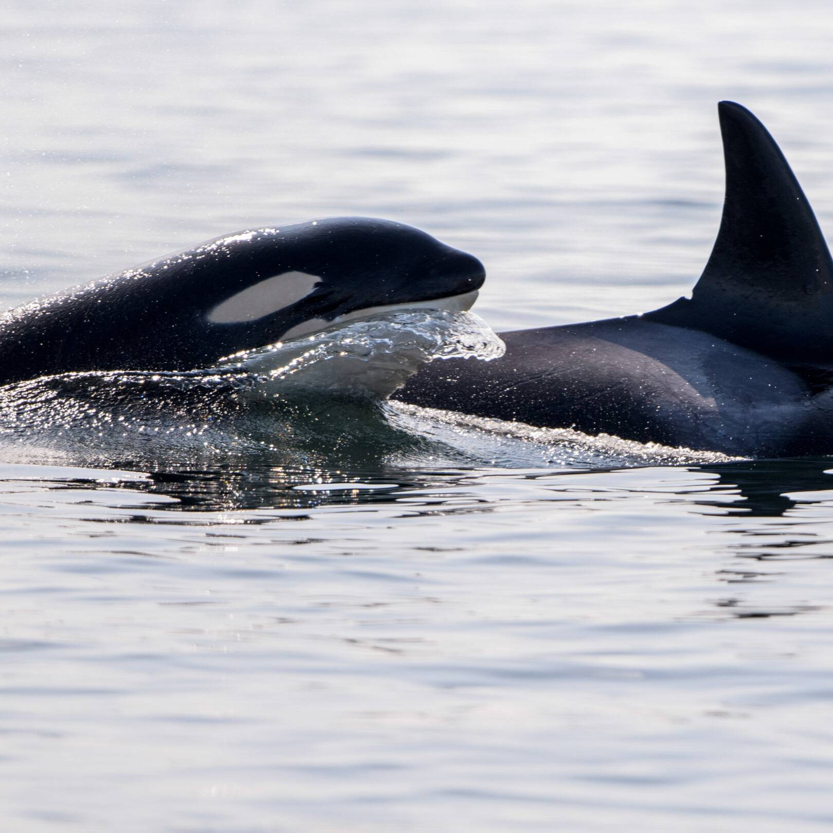 Wilderness International