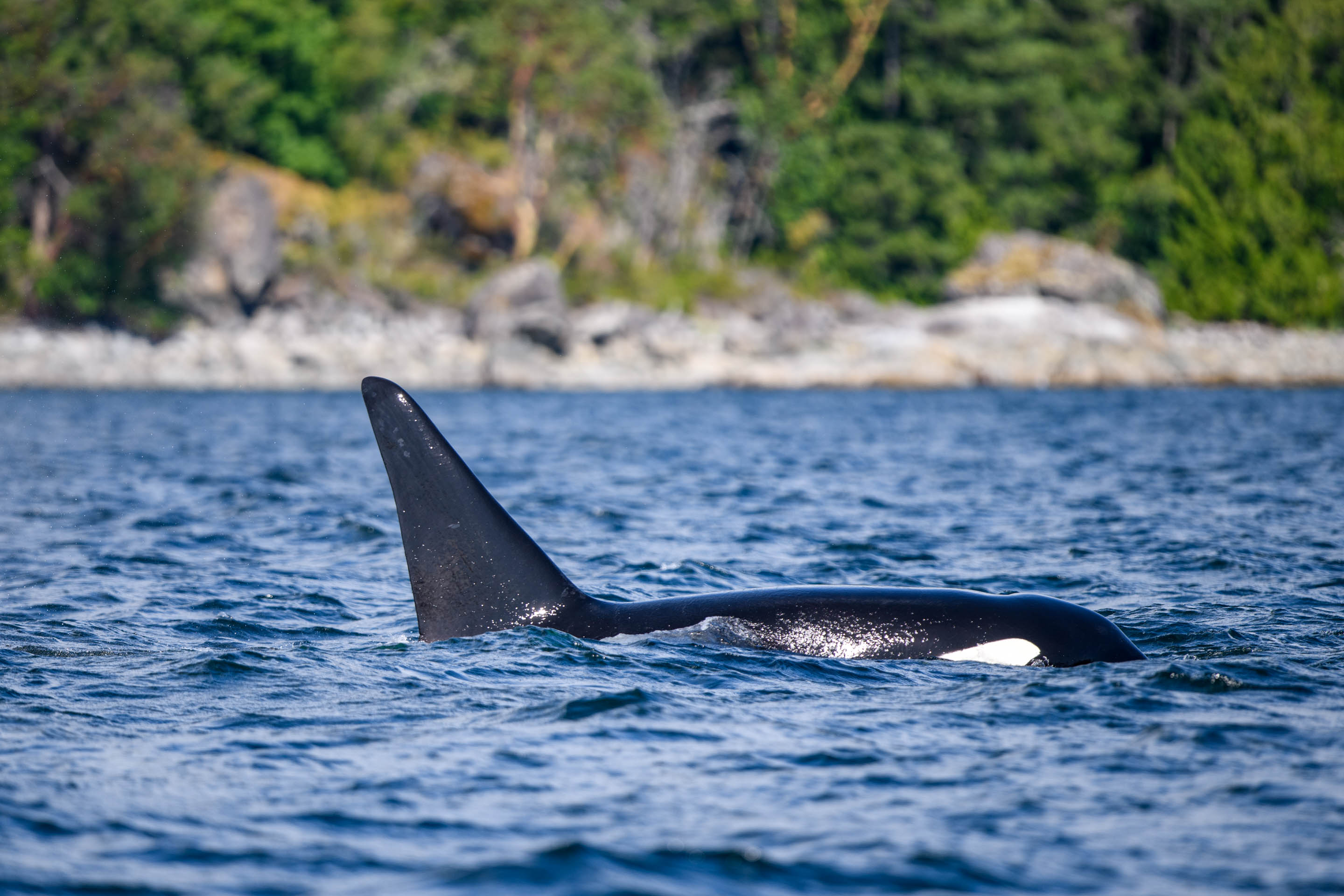 Wilderness International