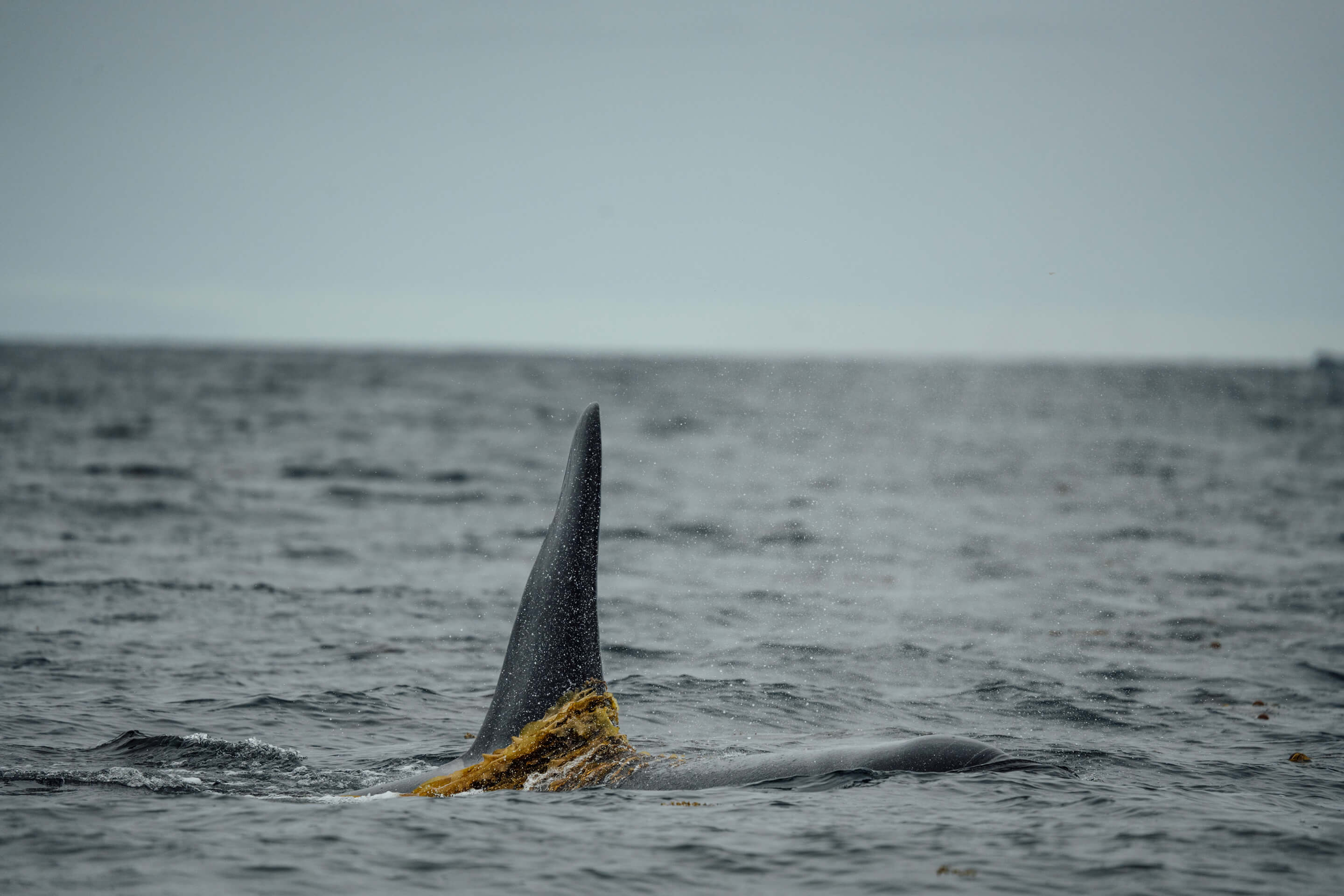 Wilderness International