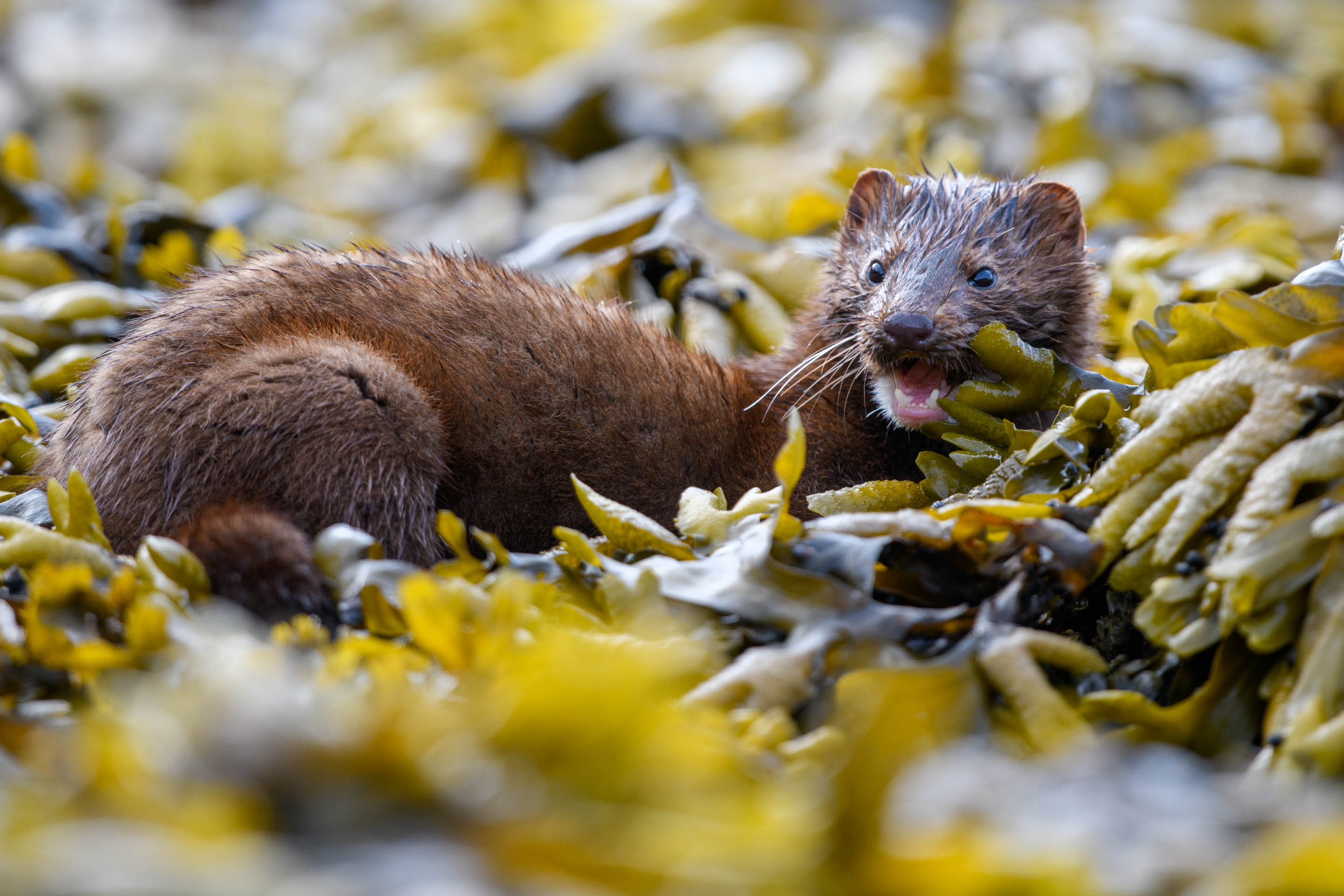 Wilderness International