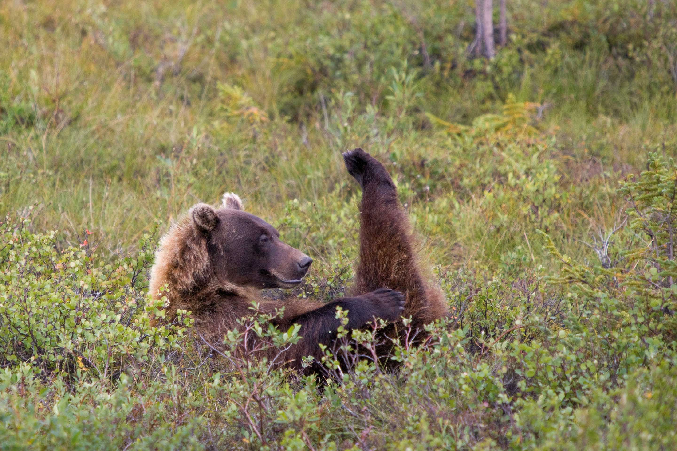 Wilderness International