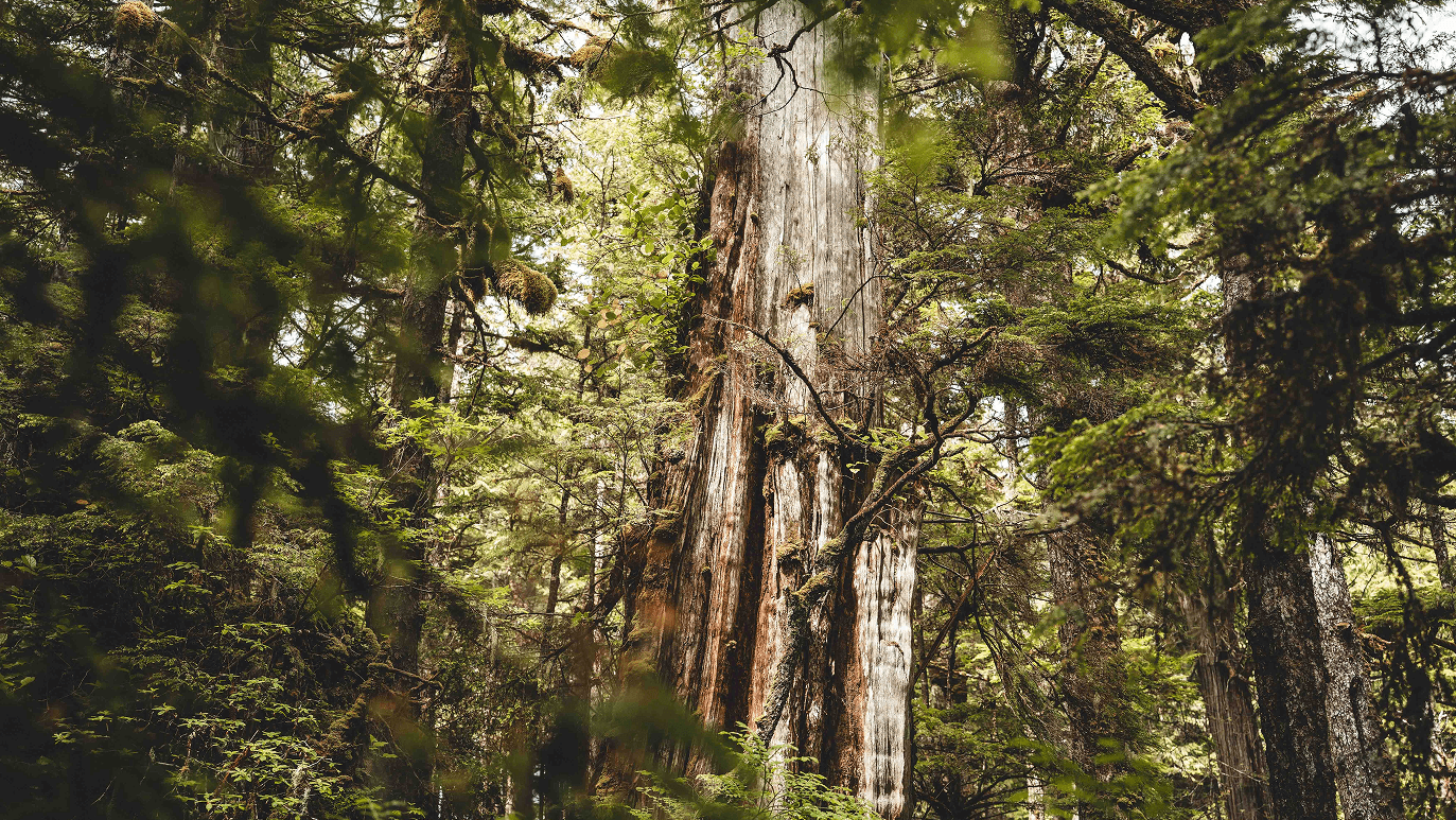 Wilderness International