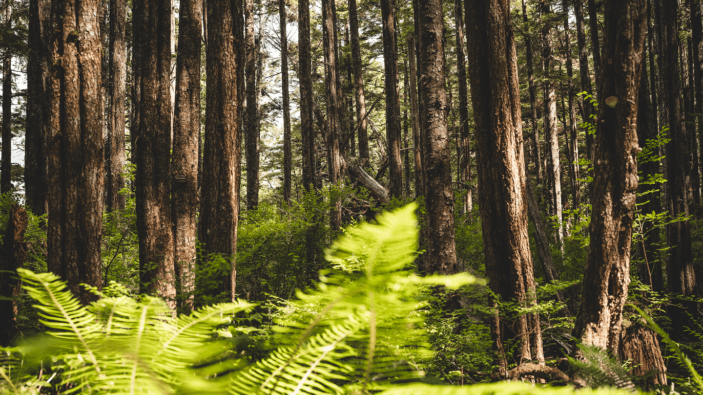 Wilderness International