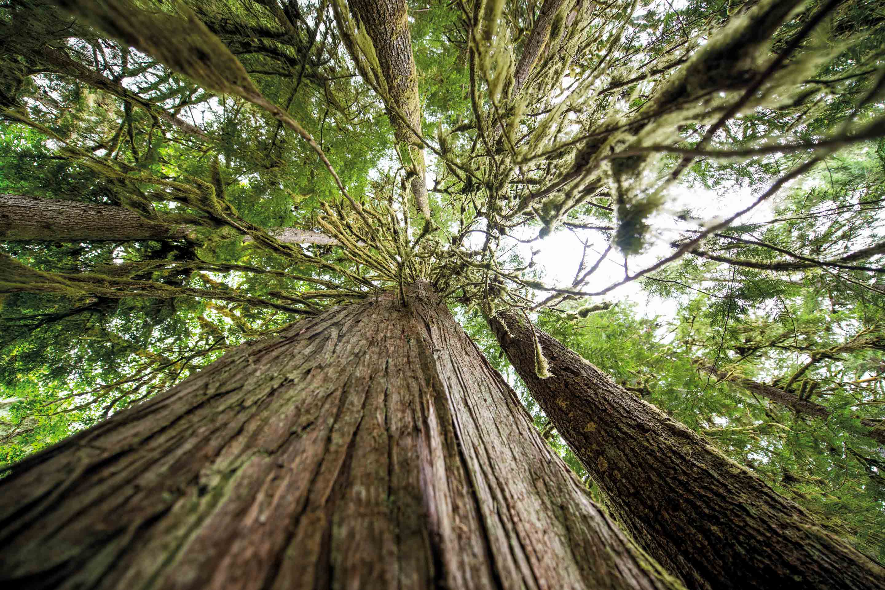 Wilderness International