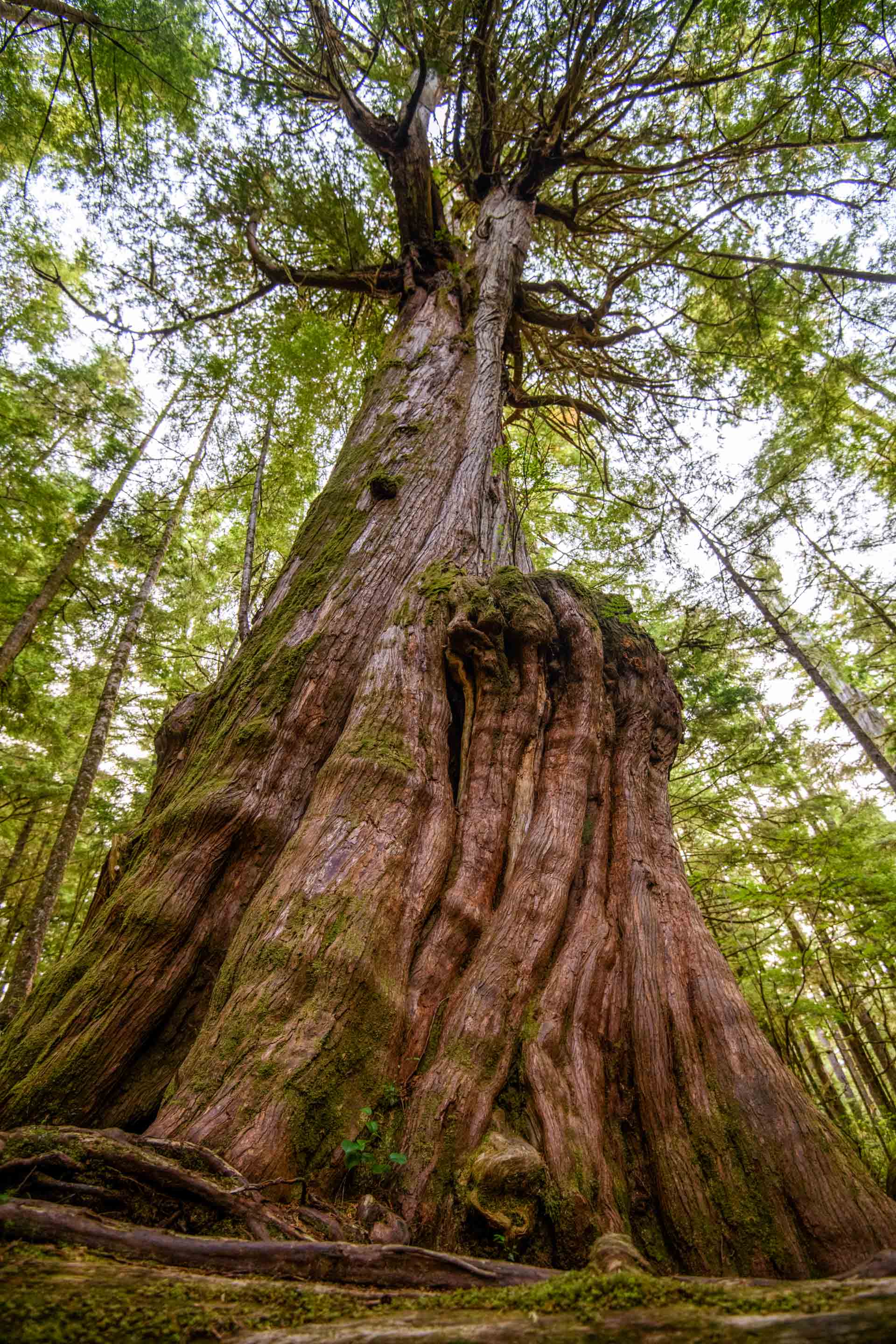 Wilderness International