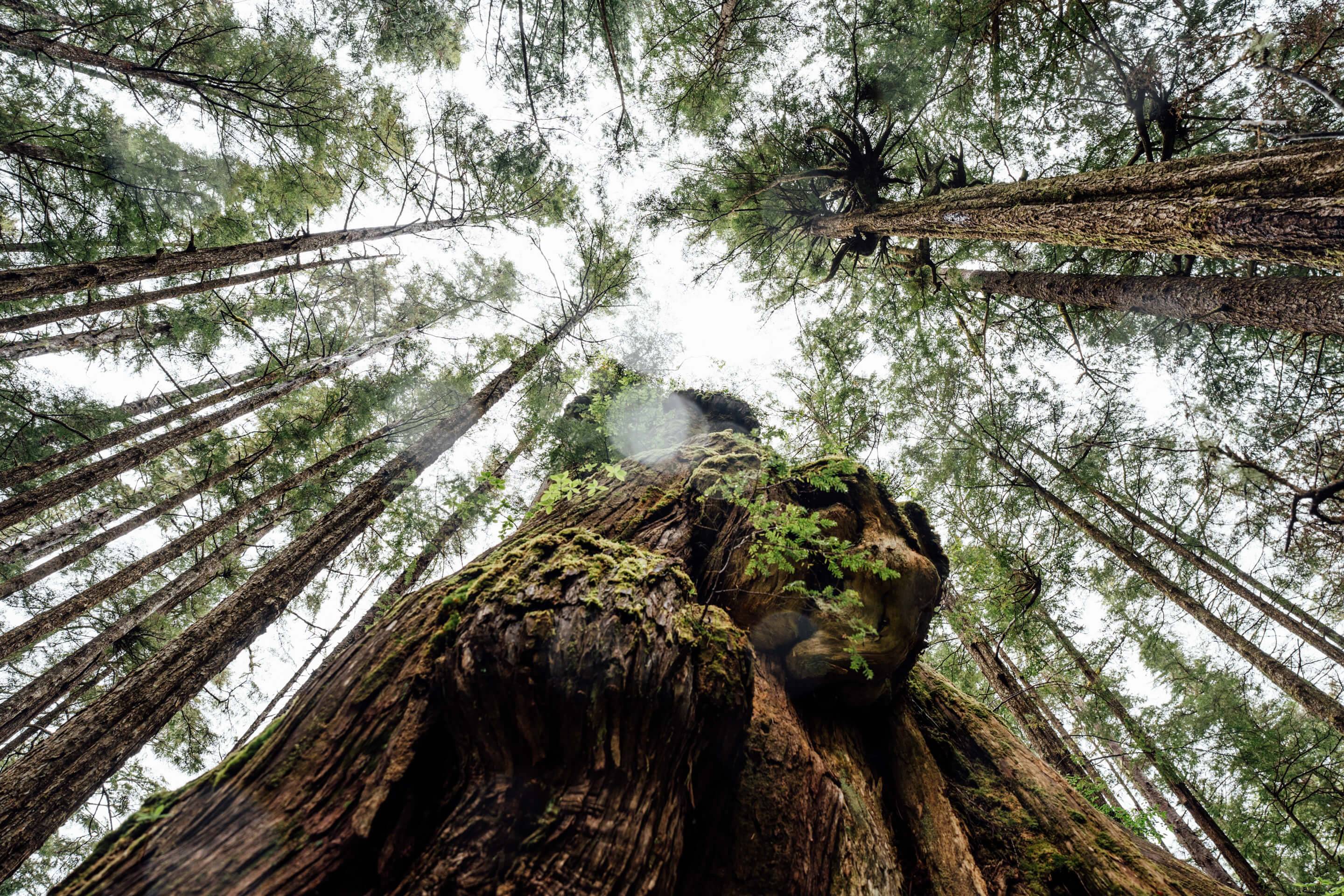 Wilderness International